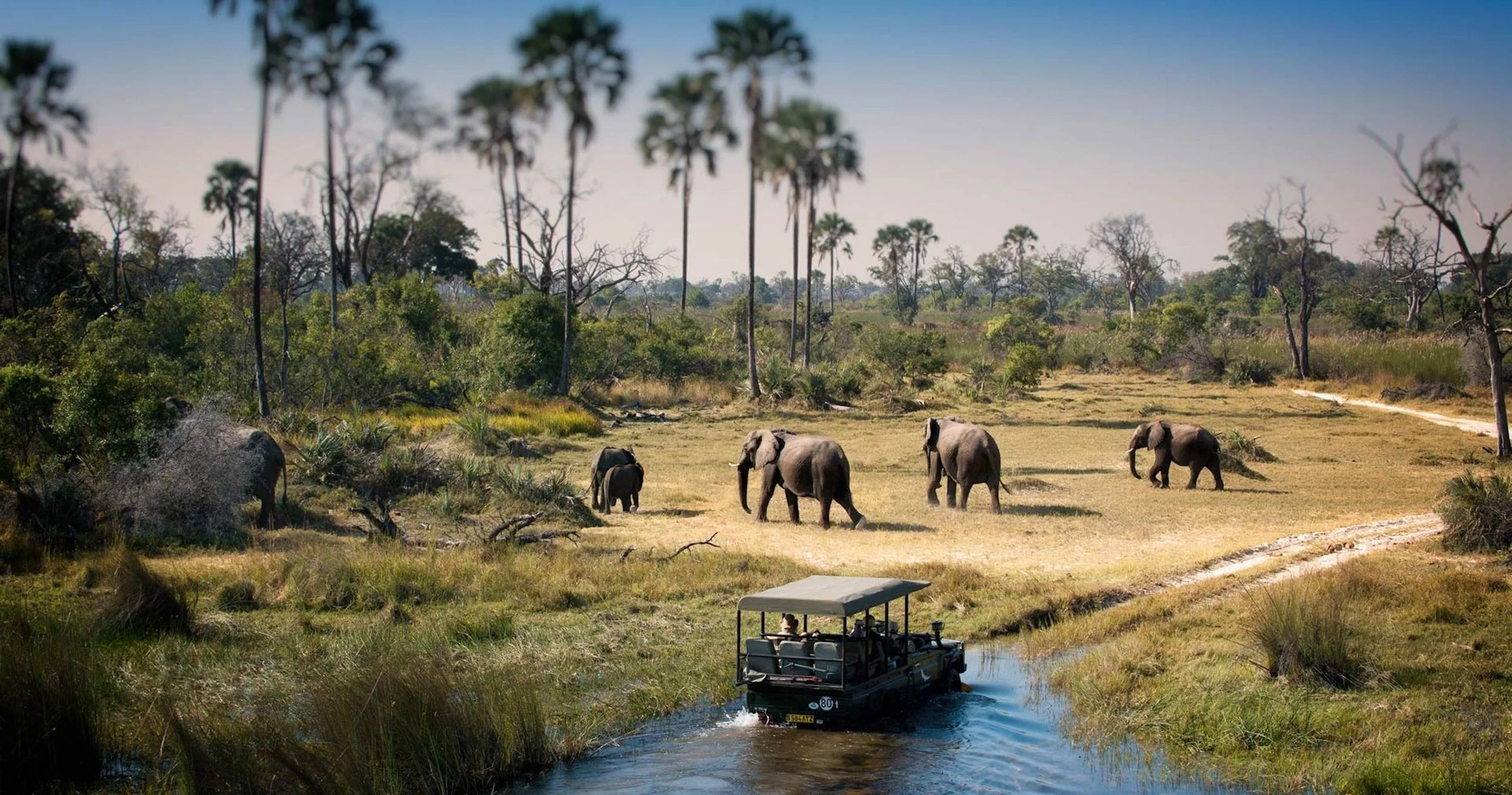 A safari scene with a boat on river and five elephants grazing in the distance among trees and bushes in the Chobe National Park.
