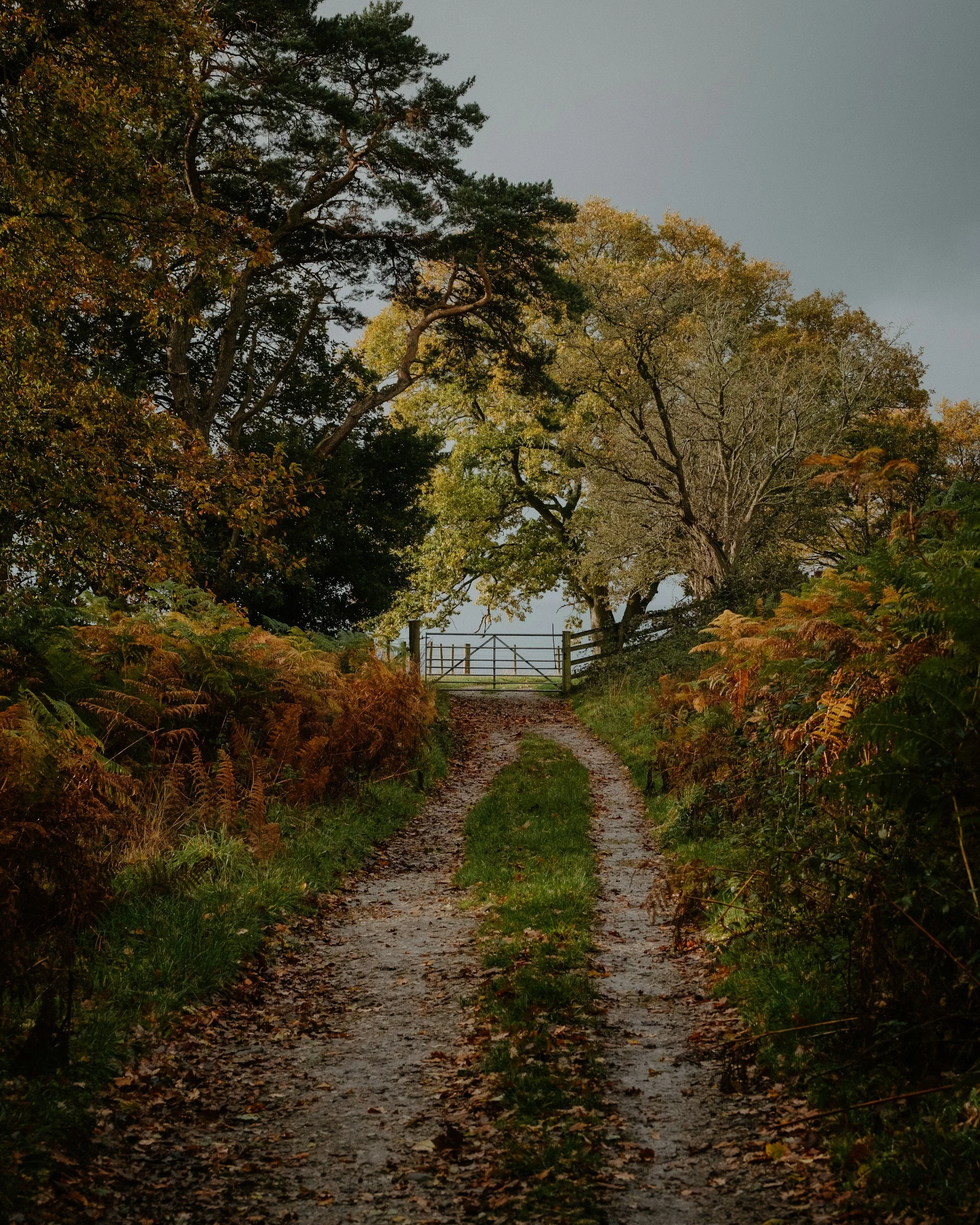 A dirt path with grass in the middle, surrounded by fallen leaves and bushes, leading to a wooden gate under a canopy of tall trees with autumn-colored leaves.