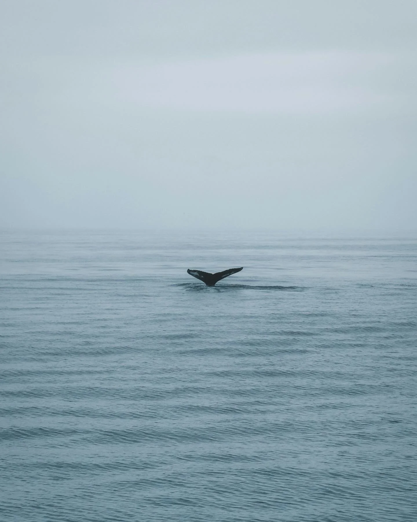 Whales rarely move through the ocean alone.

They travel in pods &mdash; not because they can&rsquo;t survive solo, but because their wellbeing is shaped by connection. They communicate, protect each other, share direction, and move in rhythm through
