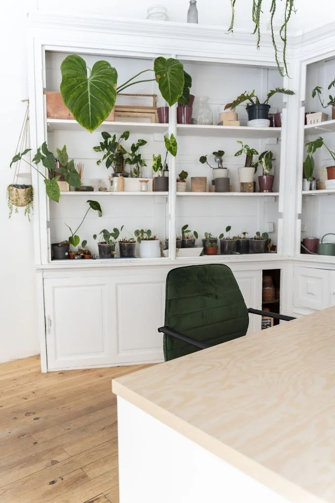 Une étagère blanche remplie de nombreuses plantes en pots de différentes tailles et couleurs dans une pièce lumineuse, avec un fauteuil vert en face et un plan de travail en bois clair.