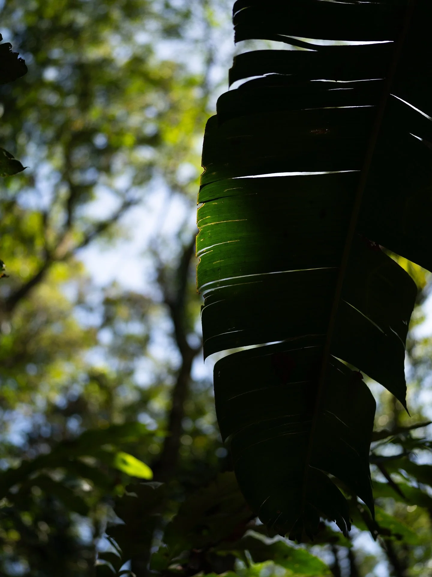 Slices of Panama.
.
A truly beautiful country.
.
The rawness of the jungle.
.
The kindness of the people.
.
The curiosity of the creatures.
.
The history and culture.
.
Immersed, grateful, blessed.
.
.
.
S T A Y W I L D 
.
.
.
.
.
.
.
.
.
.
.
.
.
.
.
