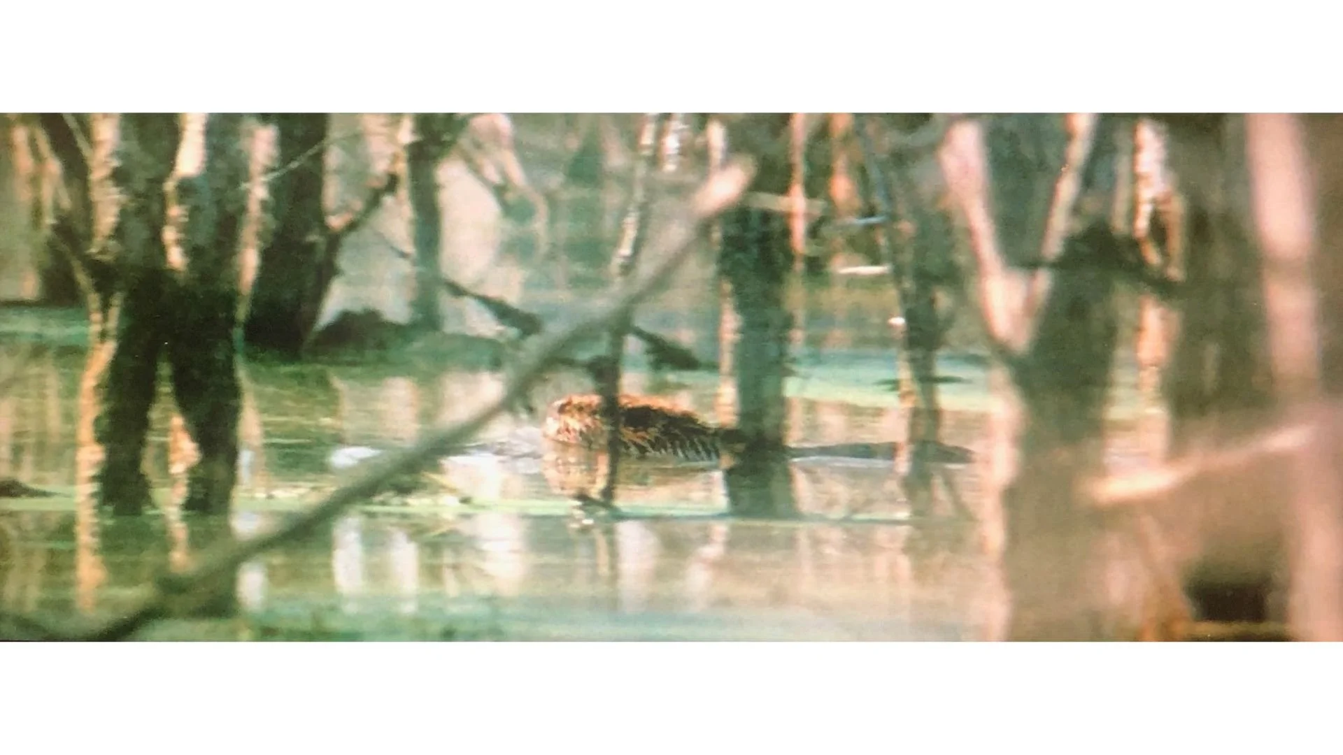 Boggy Creek-5.jpg