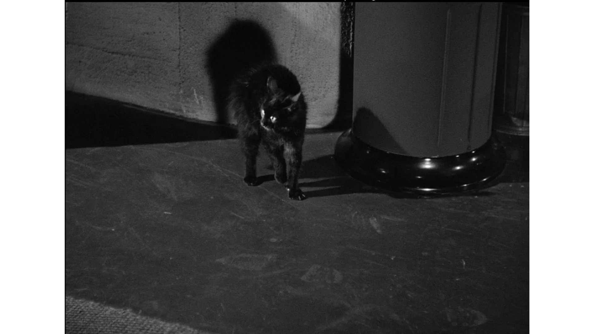 Cat People-8.jpg