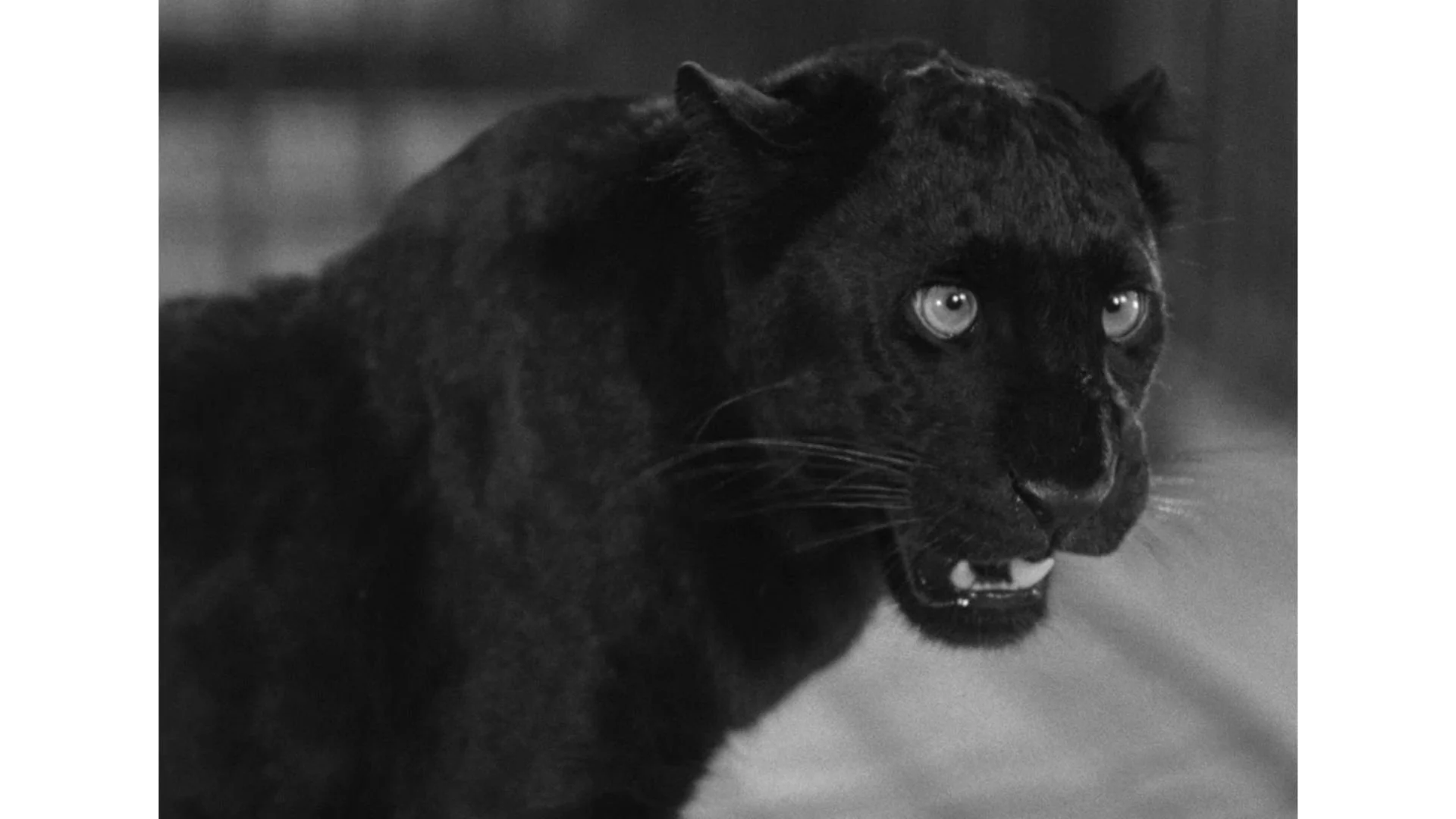 Cat People-12.jpg