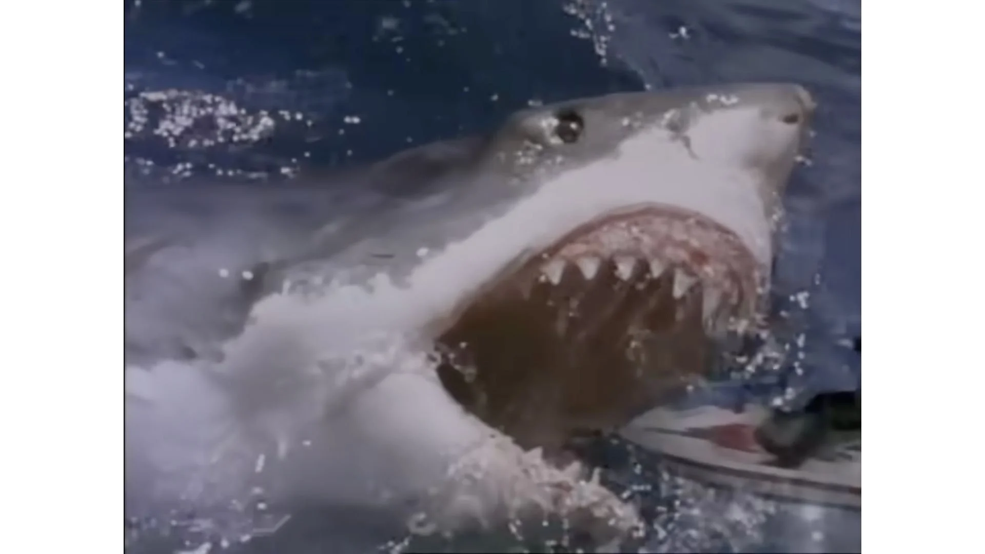 Shark 3.jpg