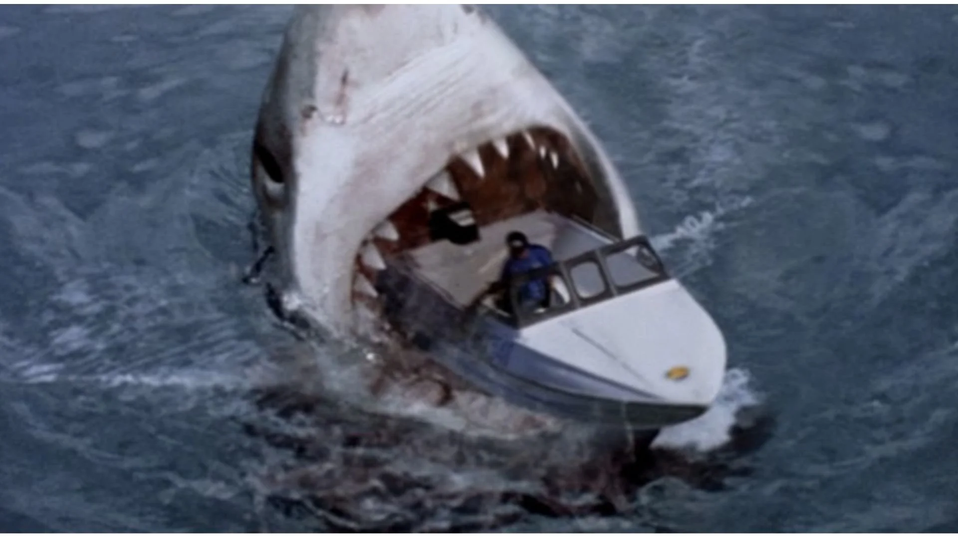 Shark 3(12).jpg
