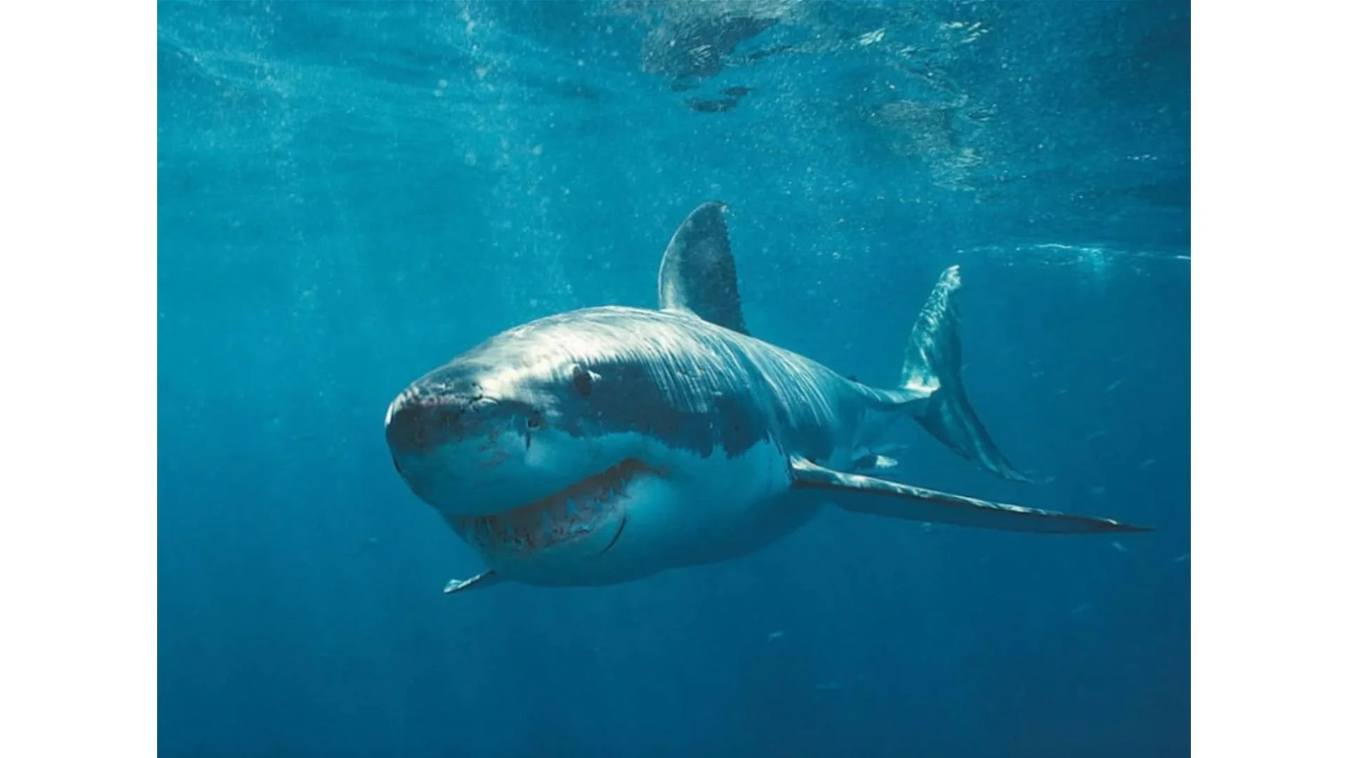 Shark 3(10).jpg