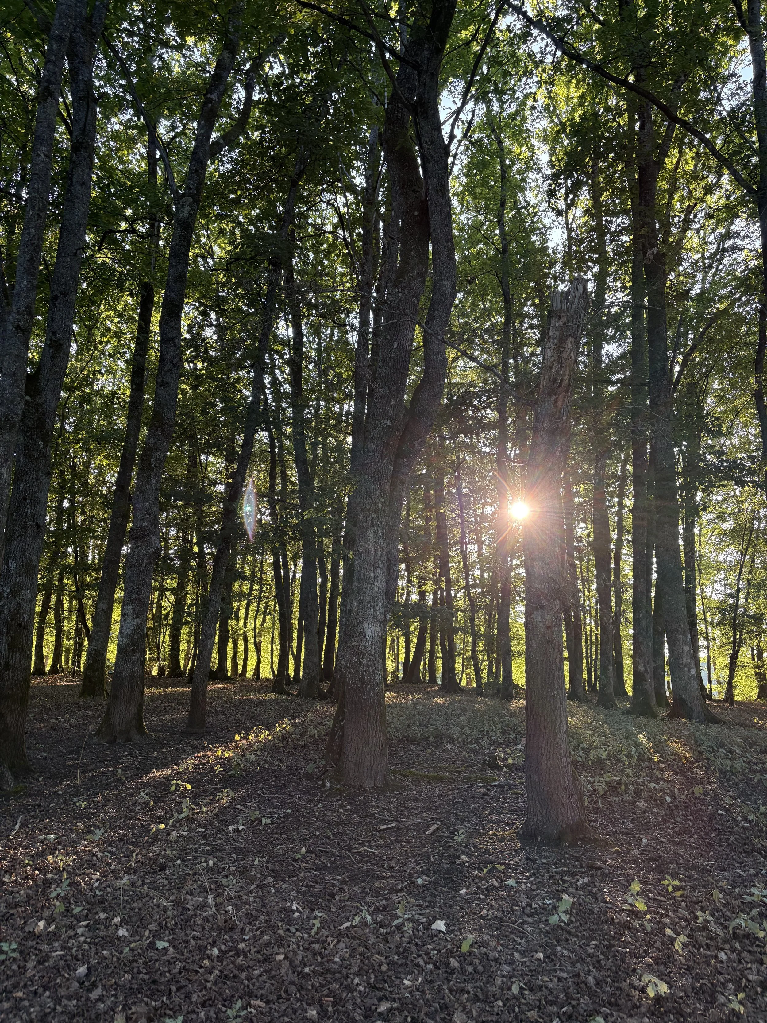 Sentier de forêt dans le Morvan s'enfonçant doucement entre les arbres, image d'un cheminement progressif