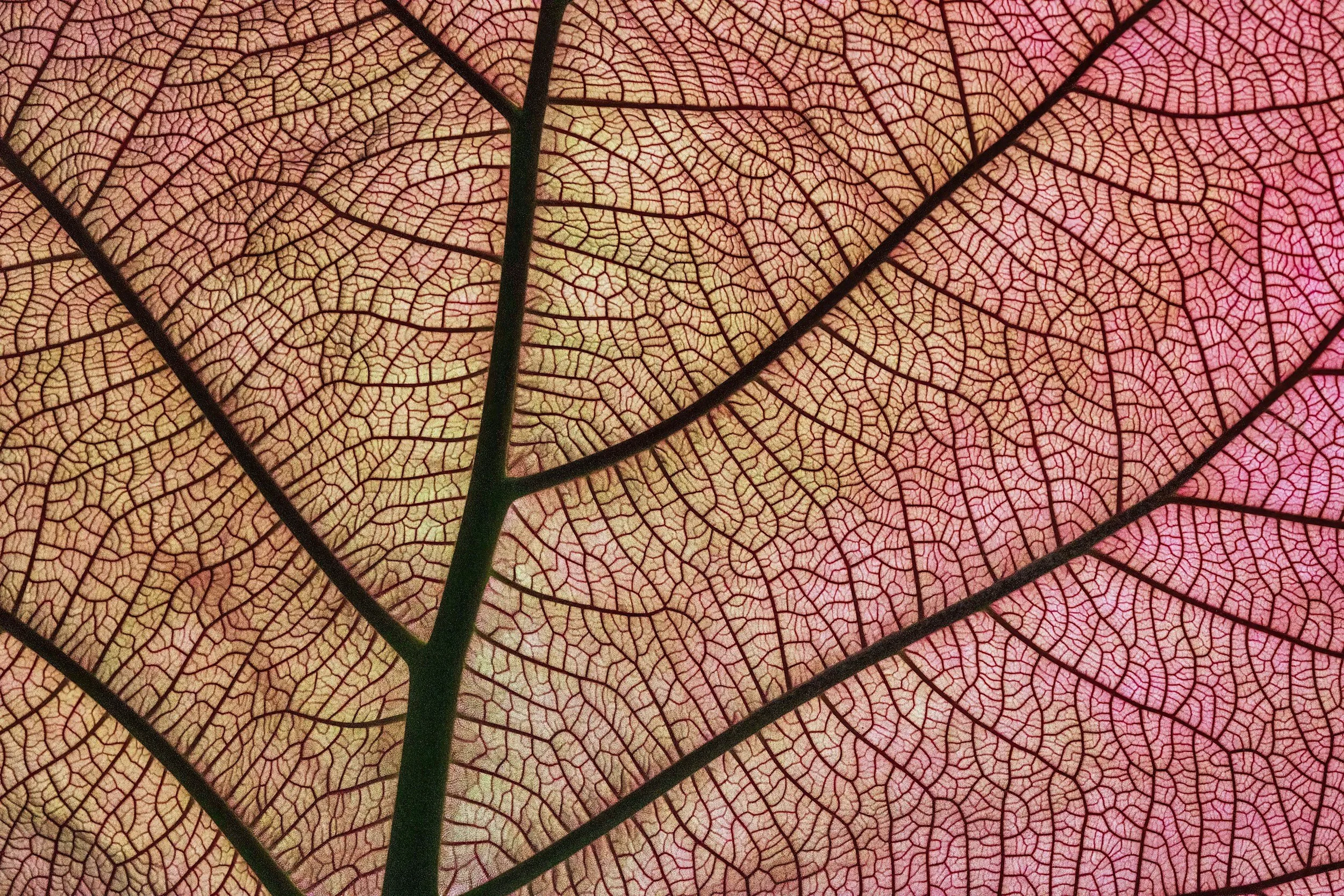 Accompagnement bien-être, naturopathie, gestion du stress, auriculothérapie, alimentation, sommeil, préménopause, périménopause, femme, théorie polyvagale, huiles essentielles, aromathérapie, olfactothérapie, santé naturelle, Morvan, Bourgogne