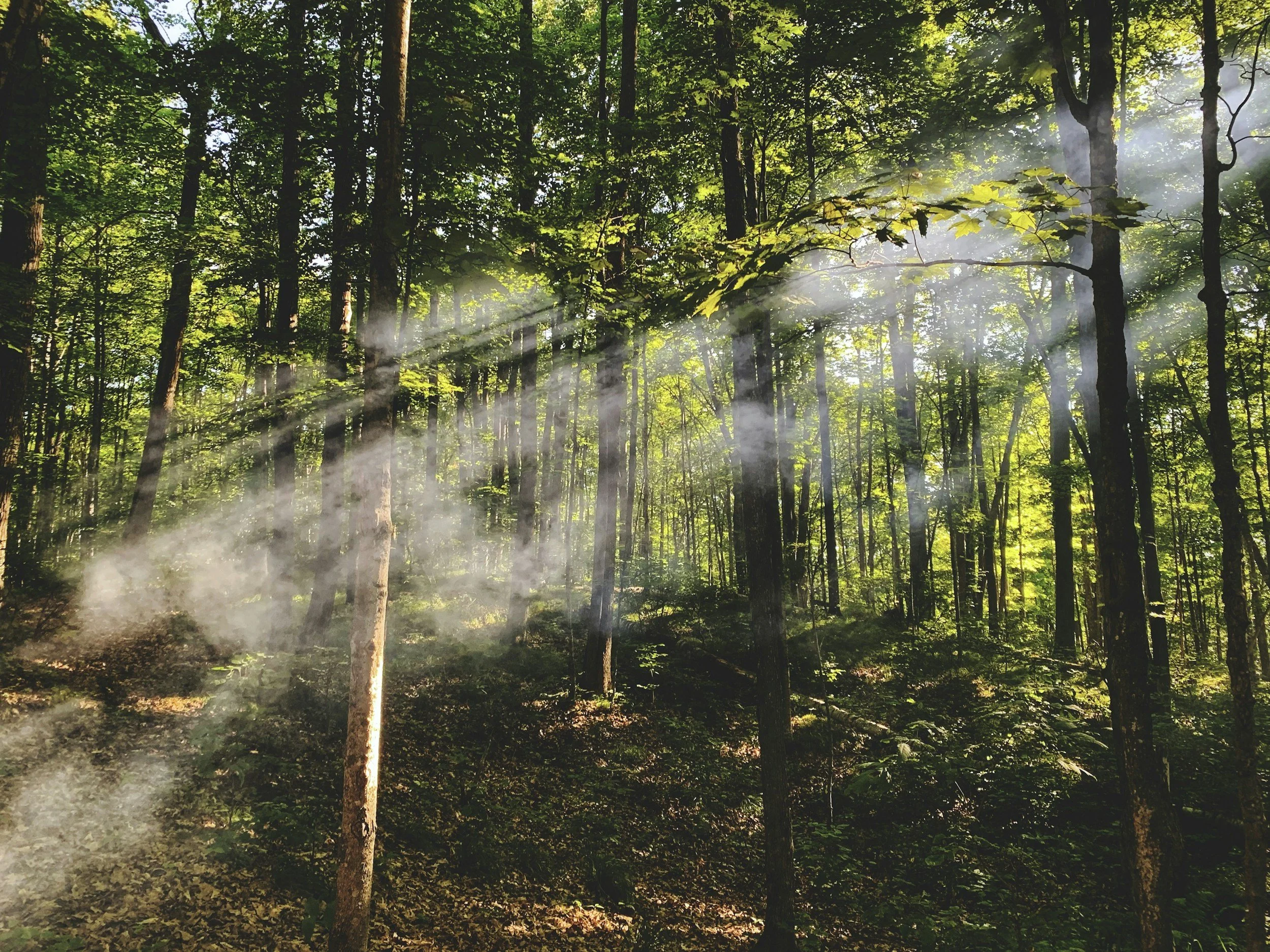 Forêt dense avec des rayons de soleil filtrant à travers les feuilles, et de la brume légère flottant dans l'air.