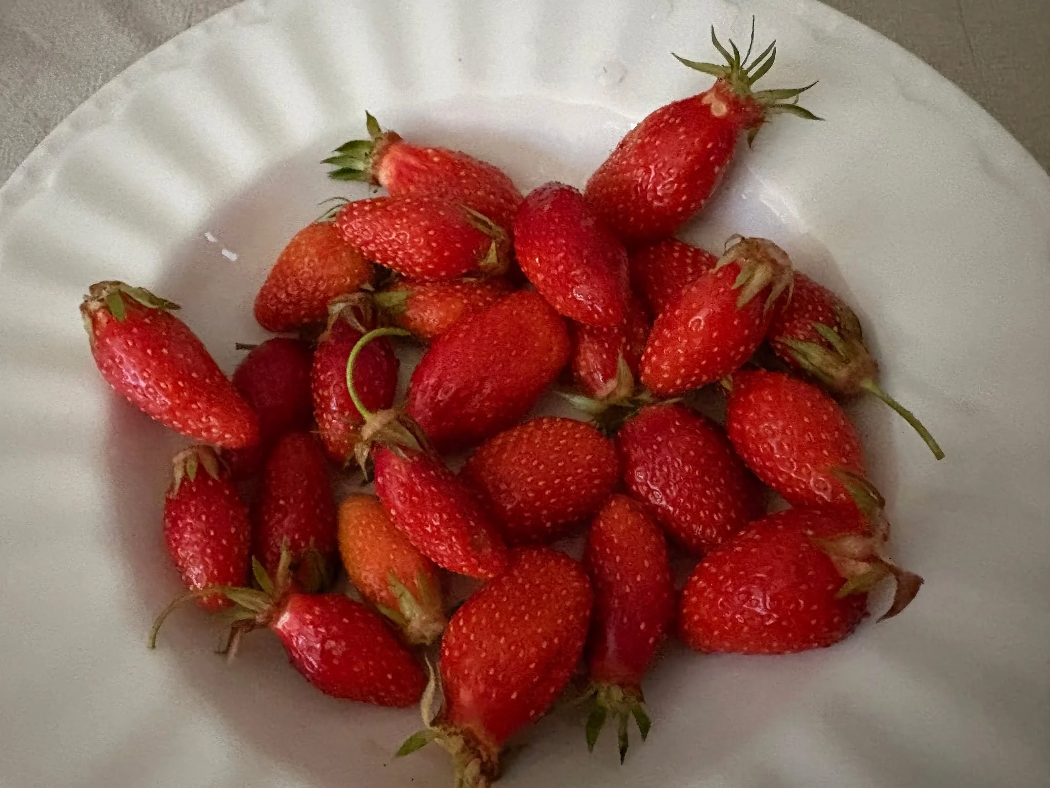 🍓Notre jardin nous a offert ces petits joyaux sucr&eacute;s 🍓

Pousse quasi-sauvage et non trait&eacute;e, la fraise est riche en vitamine C, en antioxydant (couleur rouge: l&rsquo;anthocyane, famille des polyph&eacute;nols) et fibres.

Go&ucirc;te