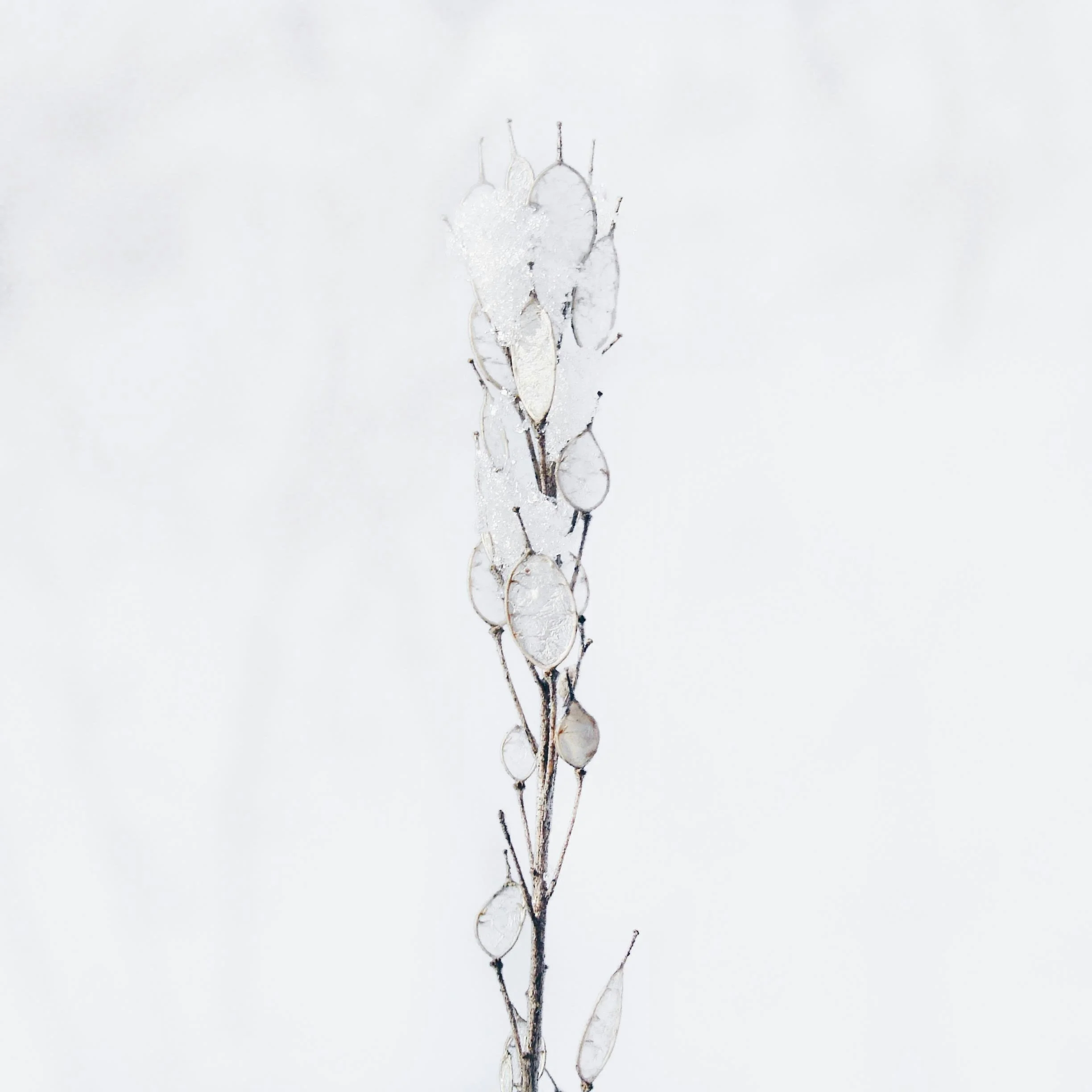 Des graines de plantes ou de fleurs gelées avec de la glace, sur un fond blanc.