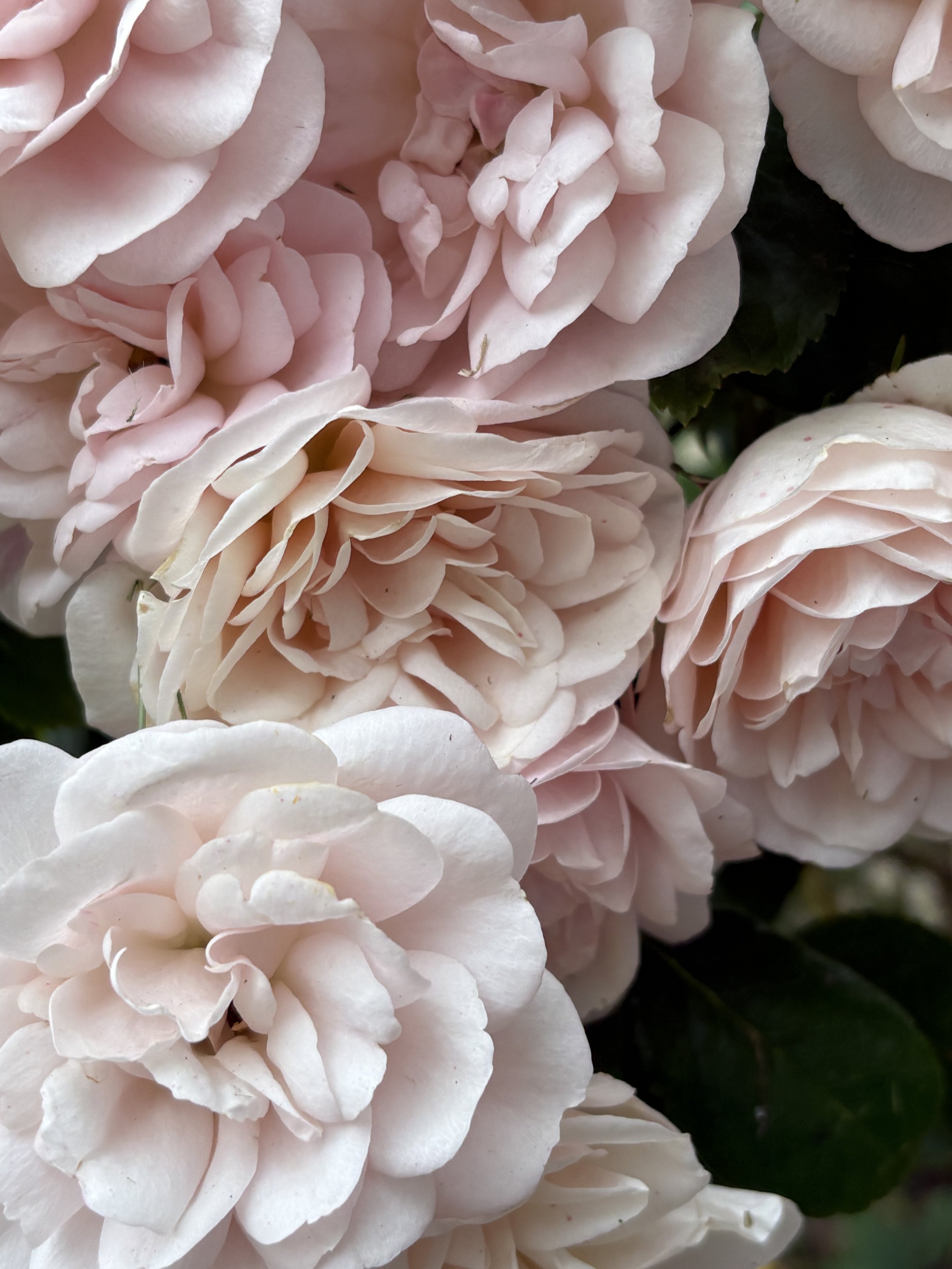 Gros plan de roses épanouies dans un jardin, image d'une floraison lente et d'un travail en profondeur
