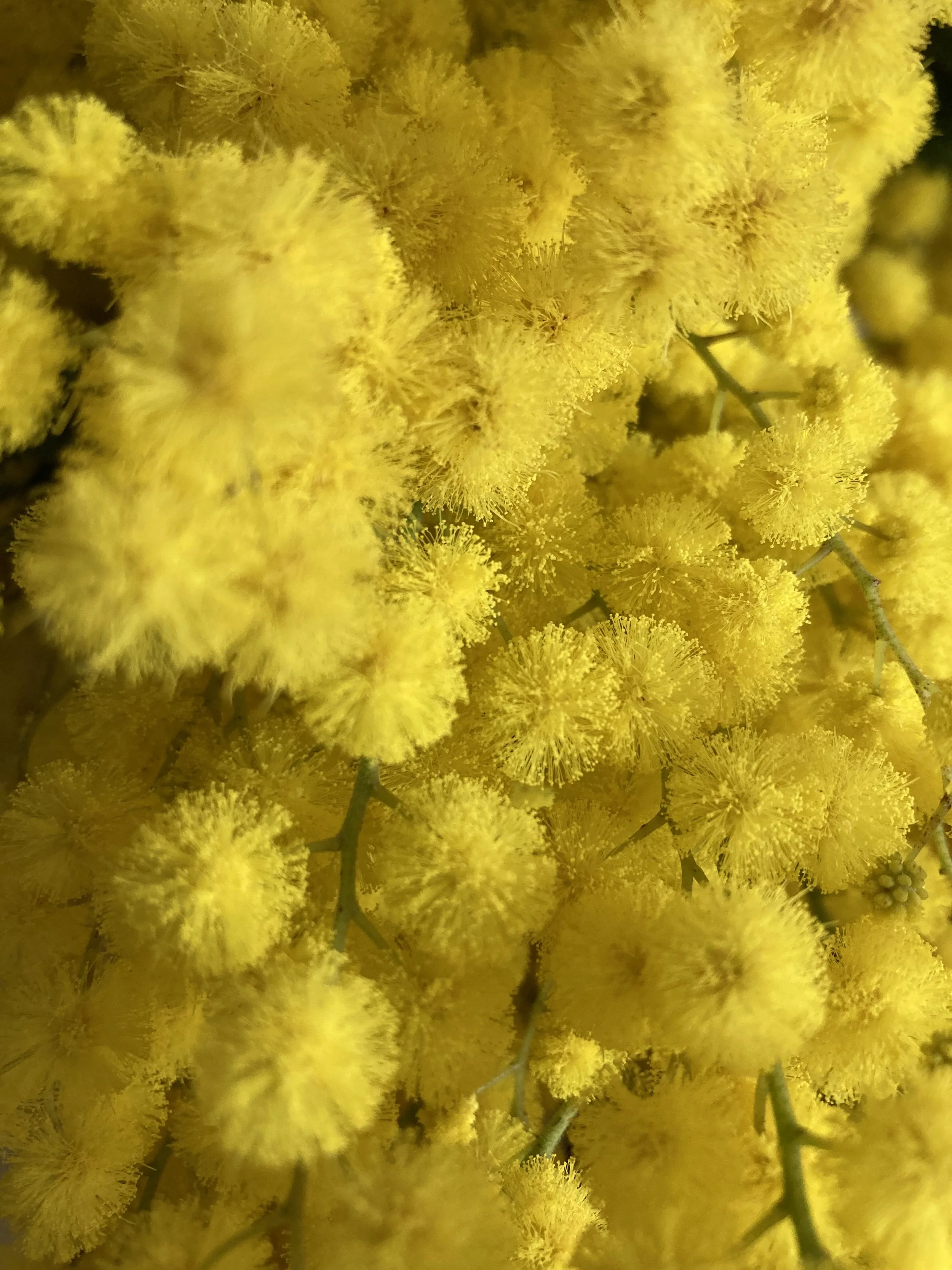 Accompagnement bien-être, naturopathie, gestion du stress, alimentation, sommeil, préménopause, périménopause, femme, théorie polyvagale, huiles essentielles, aromathérapie, olfactothérapie, santé naturelle, Morvan, Bourgogne