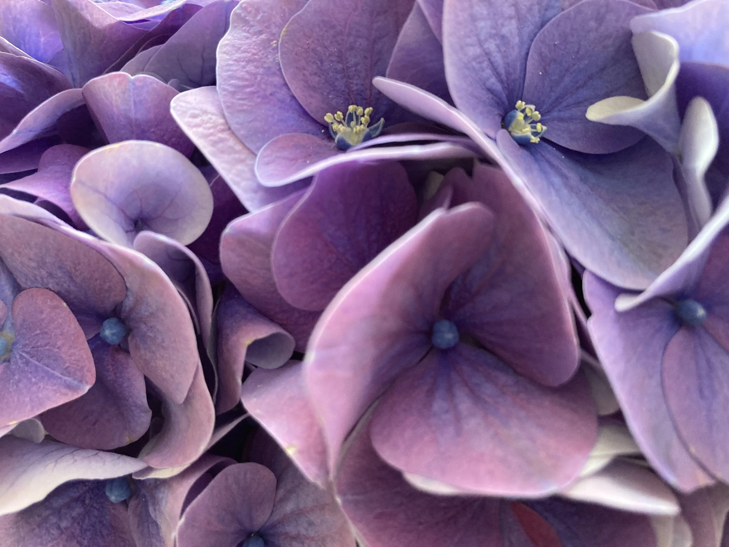 Accompagnement bien-être, naturopathie, gestion du stress, alimentation, sommeil, préménopause, périménopause, femme, théorie polyvagale, huiles essentielles, aromathérapie, olfactothérapie, santé naturelle, Morvan, Bourgogne