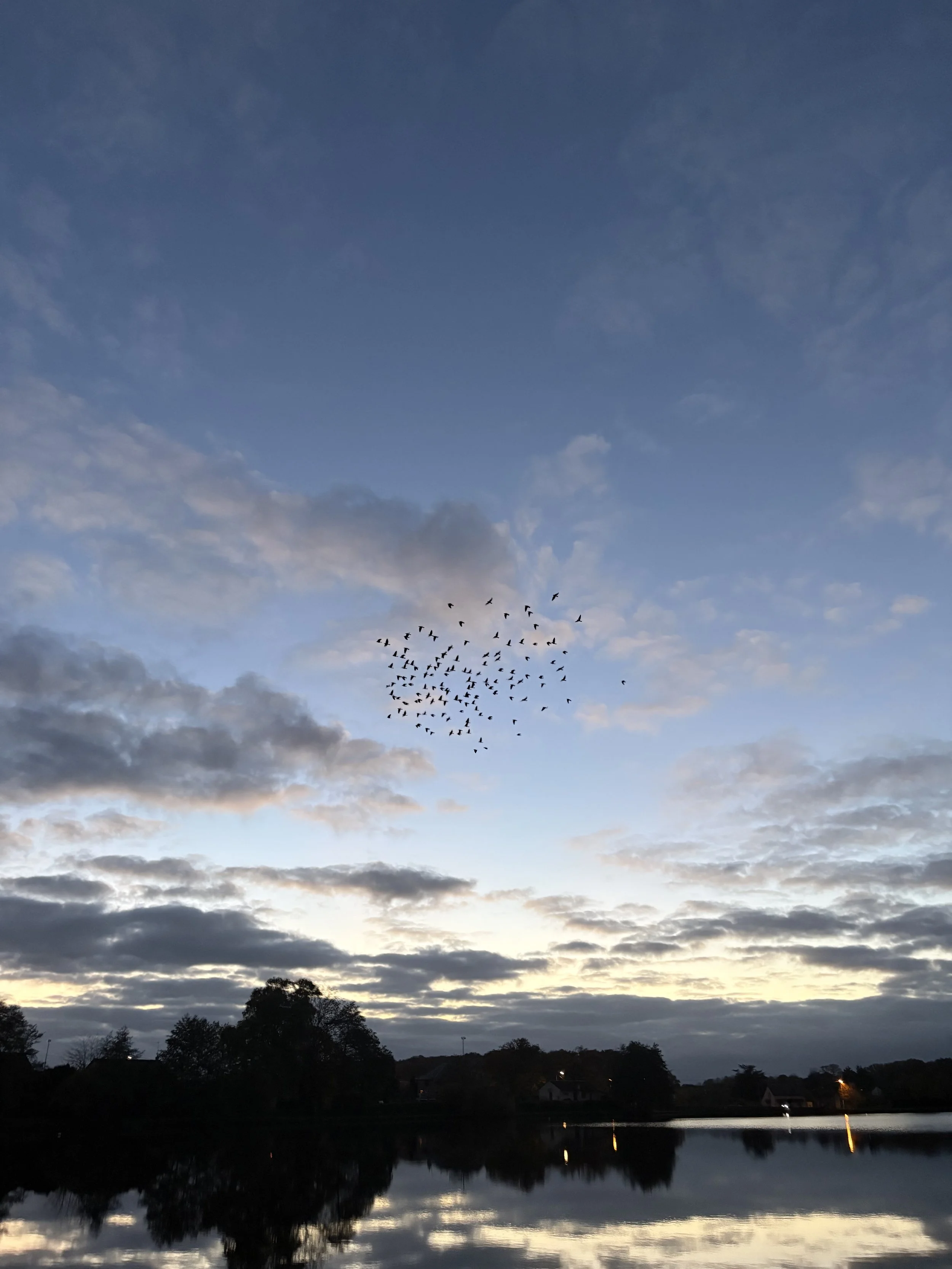 Ciel au crépuscule avec des nuages, un groupe d'oiseaux volant dans le ciel, un lac reflétant le paysage et des arbres silhouettes sur la rive.