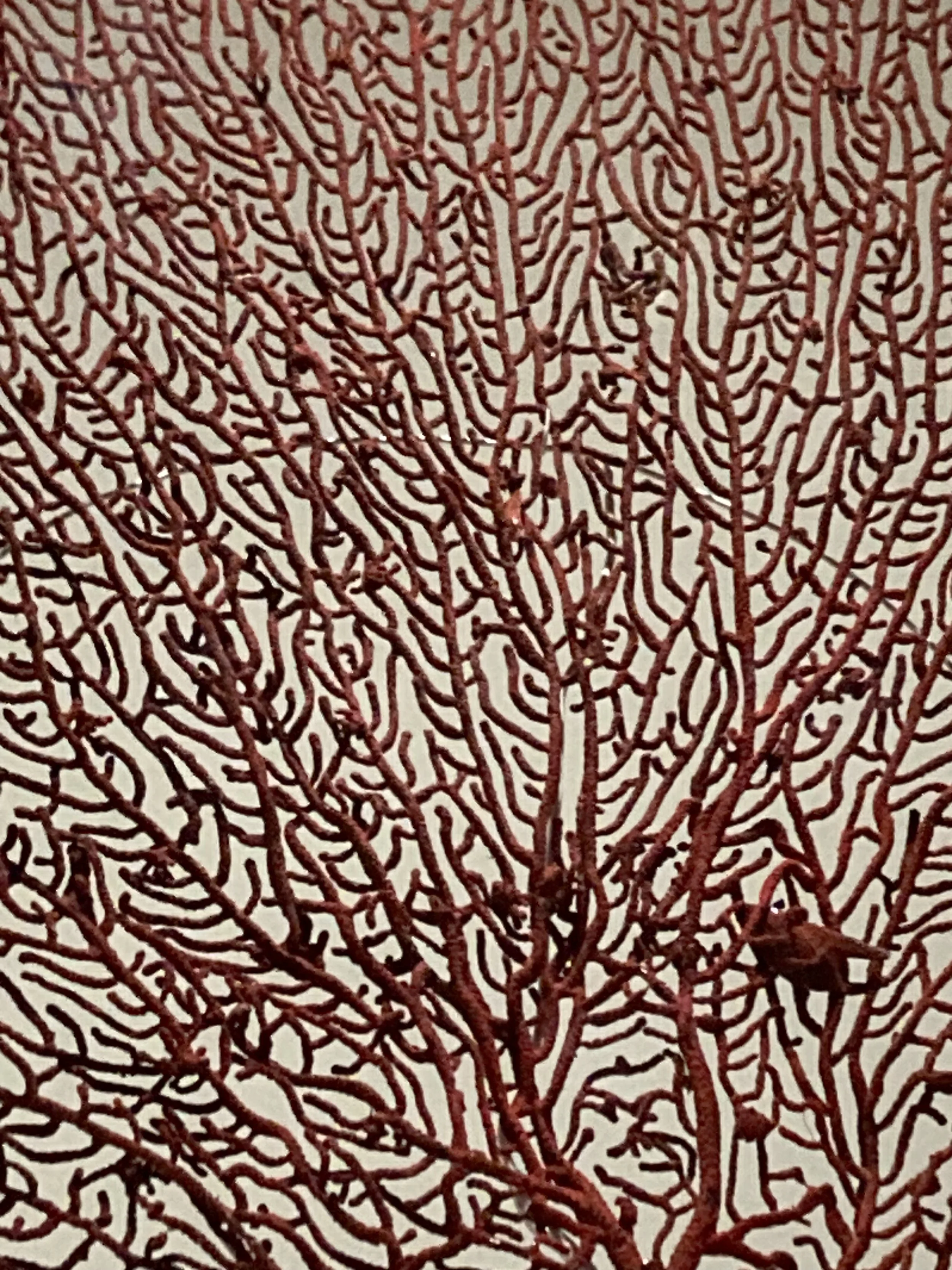 Accompagnement bien-être, naturopathie, gestion du stress, alimentation, sommeil, préménopause, périménopause, femme, théorie polyvagale, huiles essentielles, aromathérapie, olfactothérapie, santé naturelle, Morvan, Bourgogne