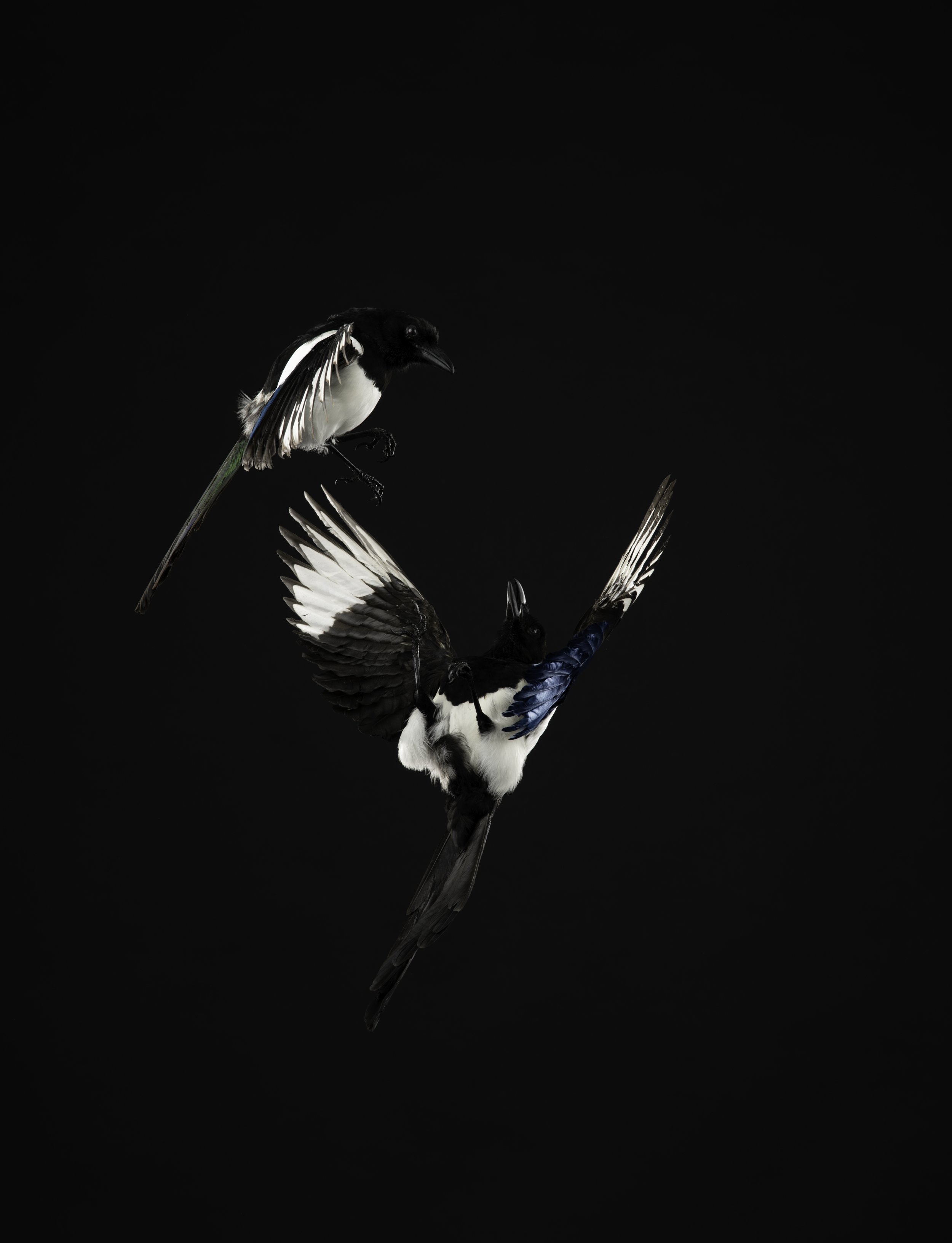 MAGPIE 2 postable.jpg