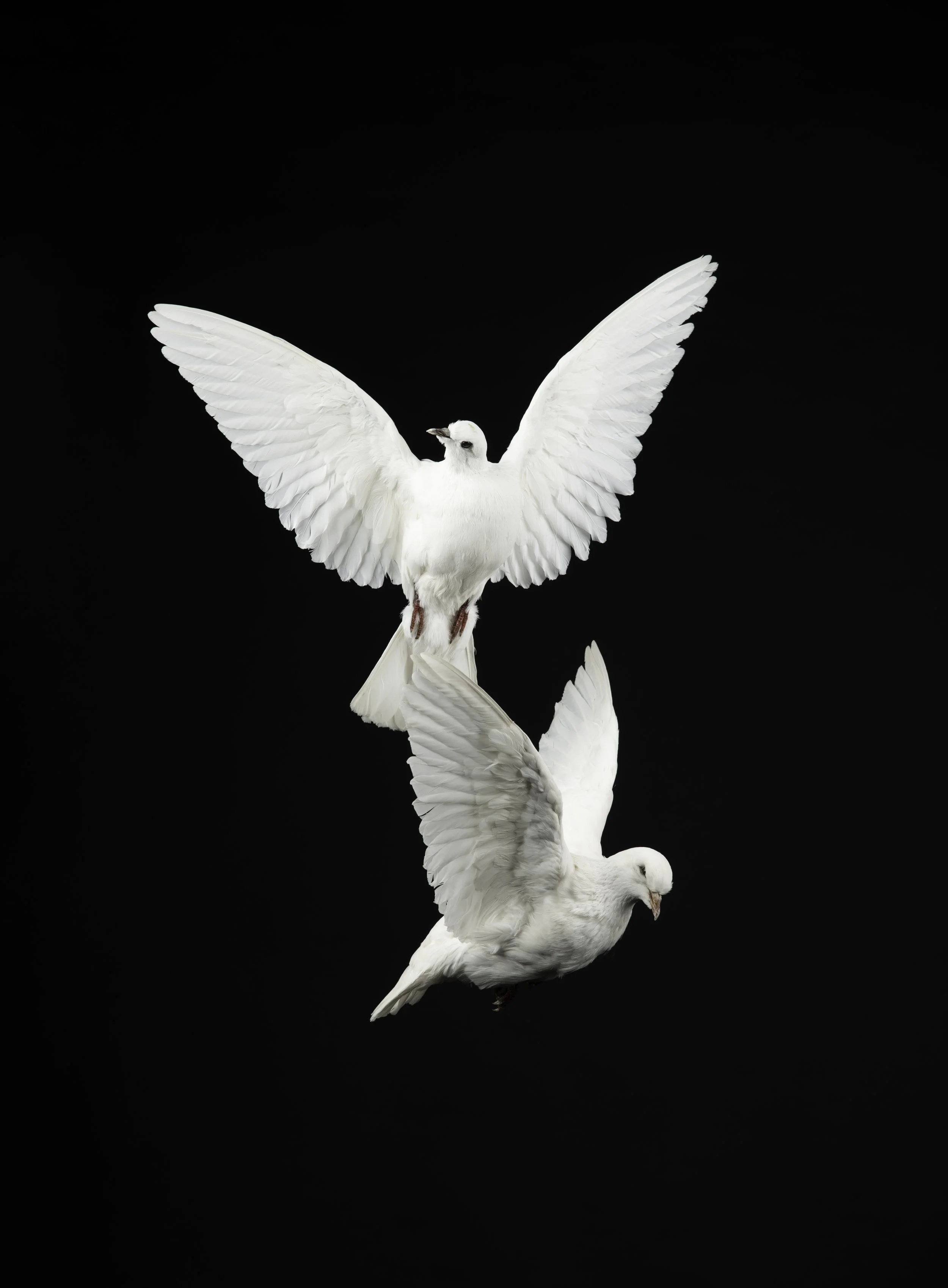 DOVES 2 postable.jpg