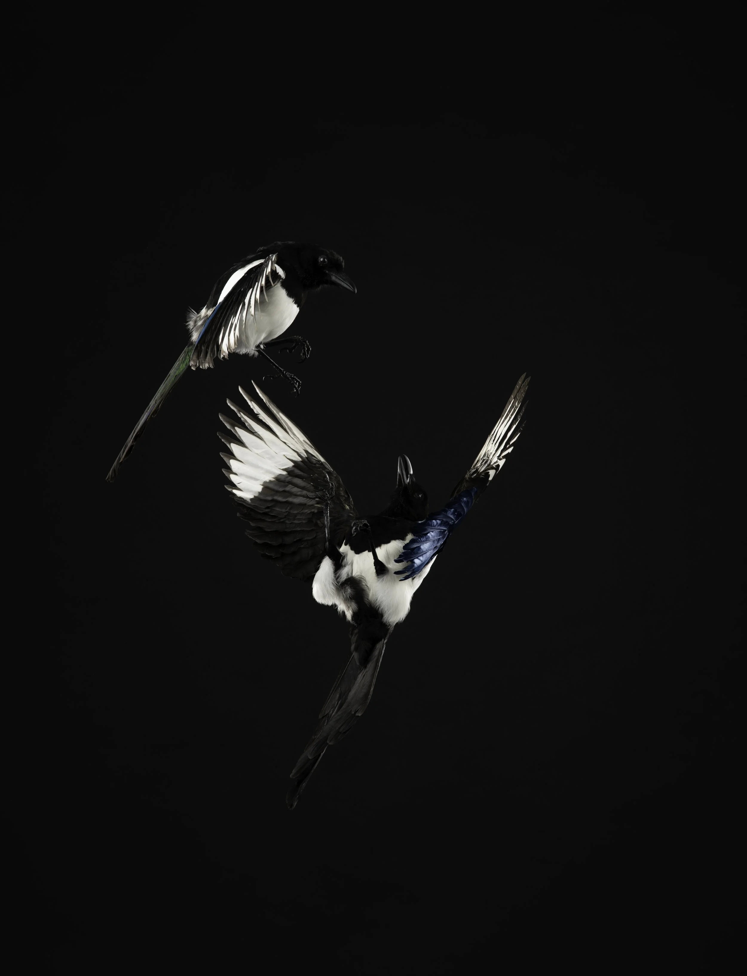 MAGPIE 2 postable.jpg