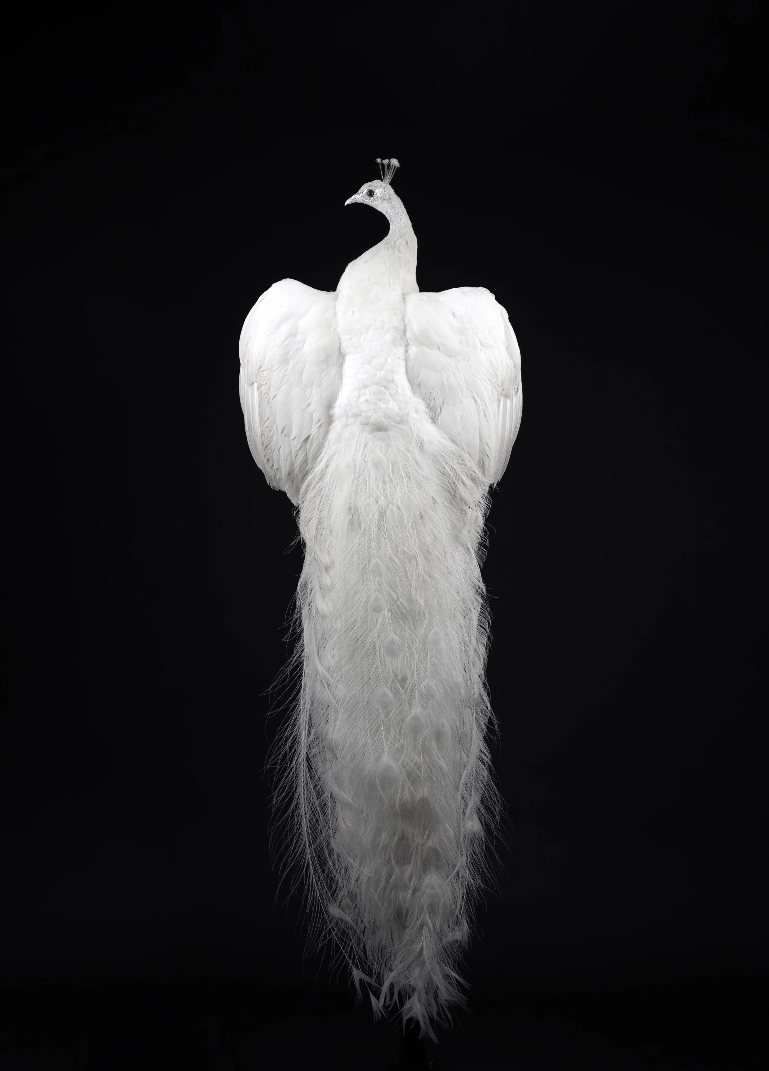 WHITE PEACOCK BACK postable.jpg