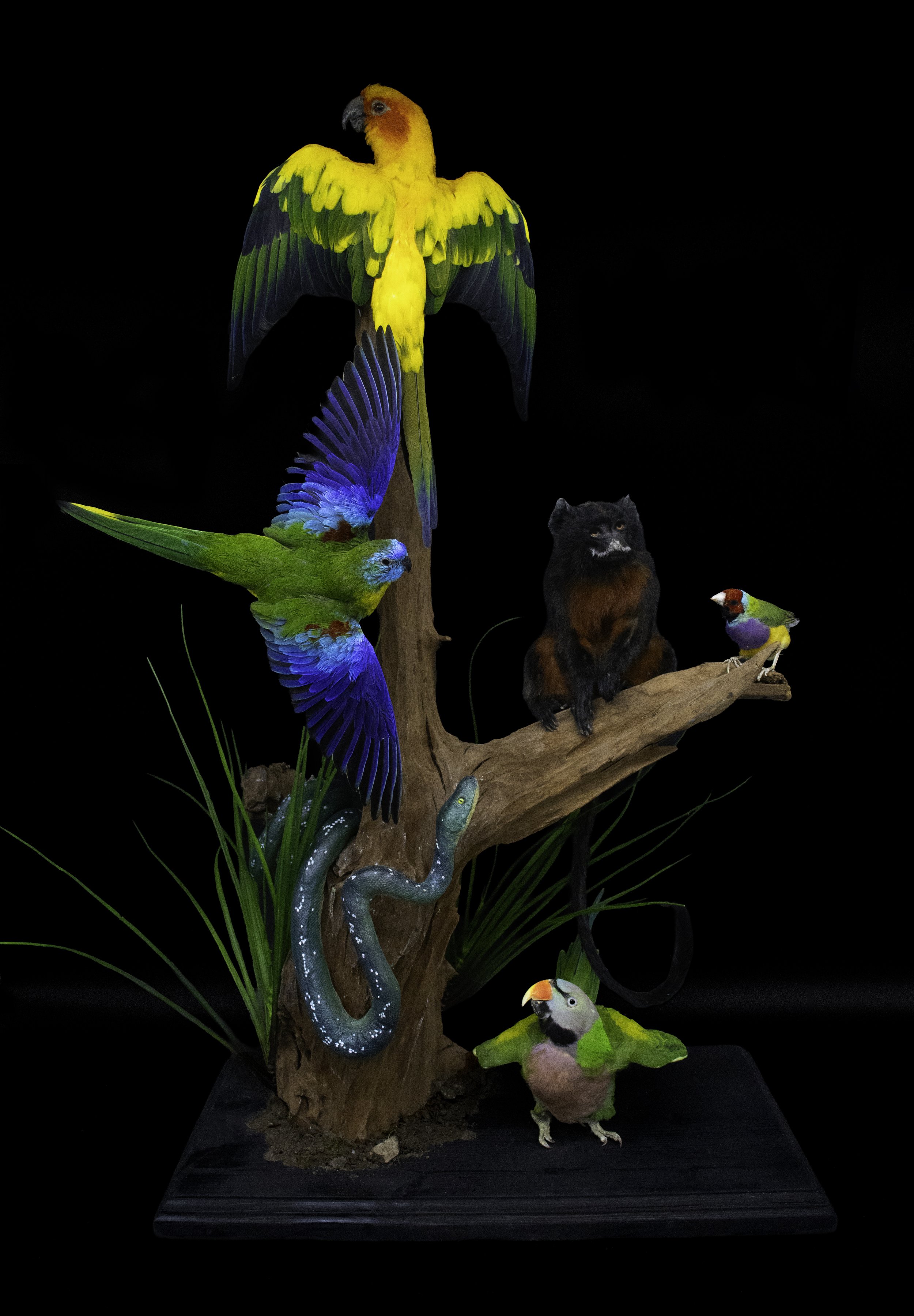 Monkey giveaway finalk.jpg