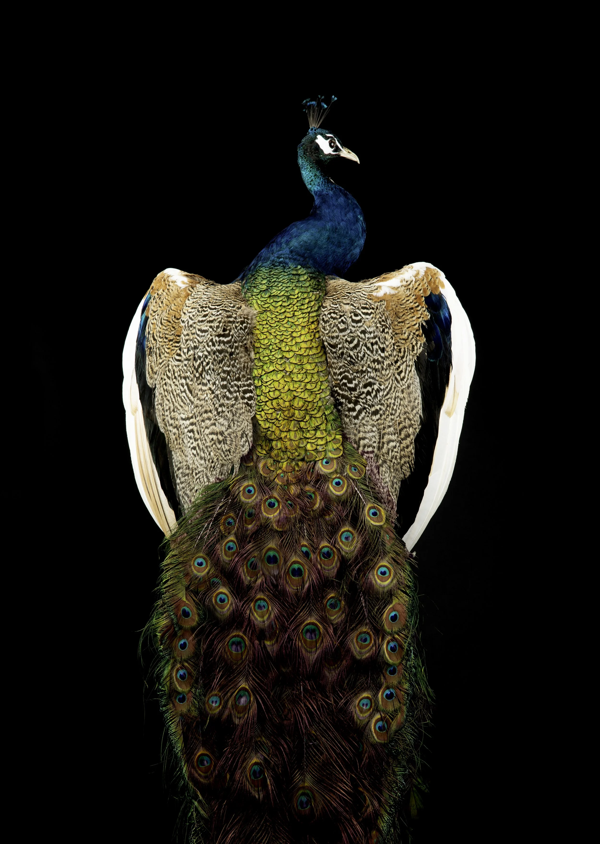 BLUE PEACOCK CLOSE UP postable.jpg