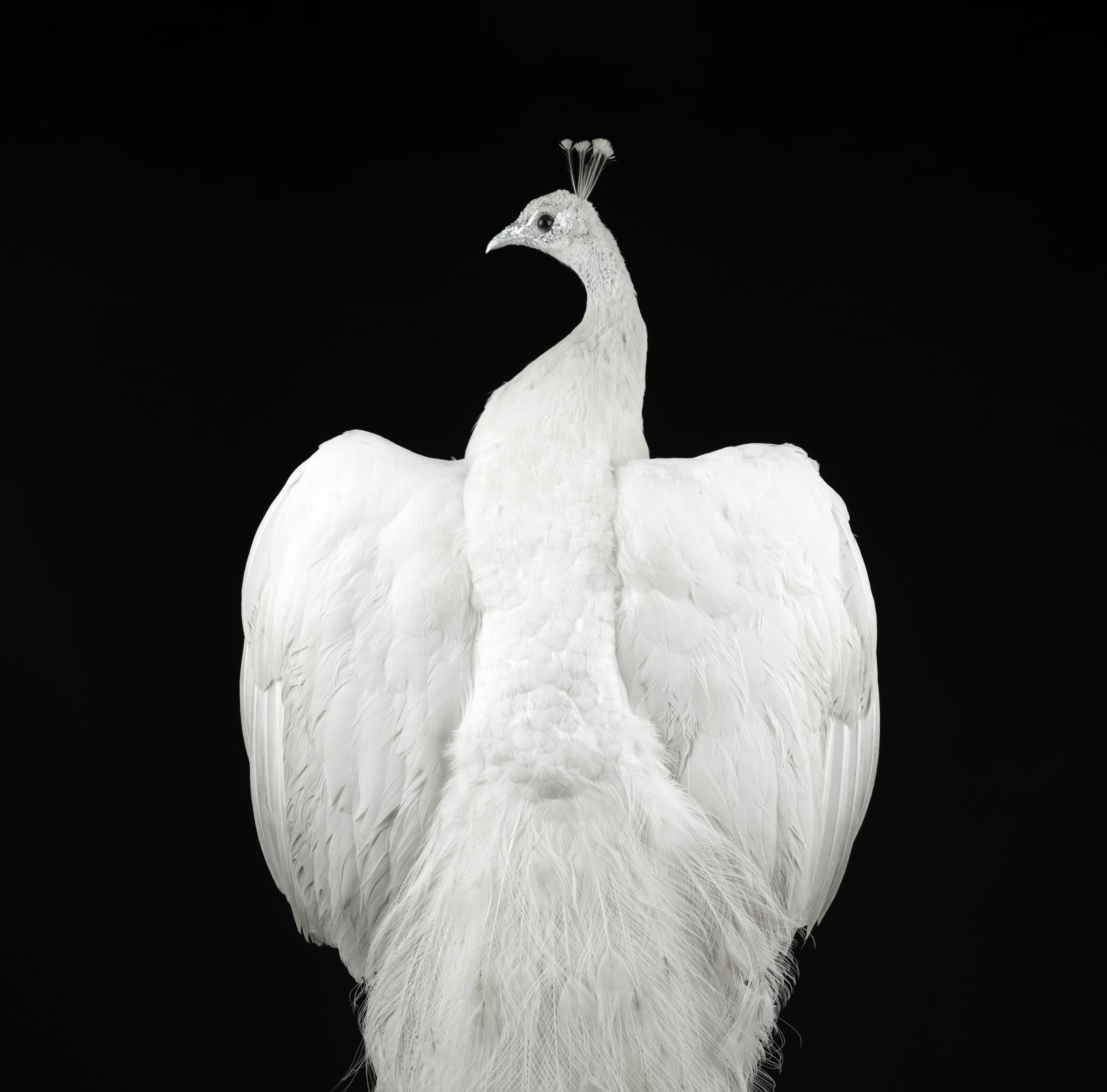 WHITE PEACOCK CLOSE UP postable.jpg