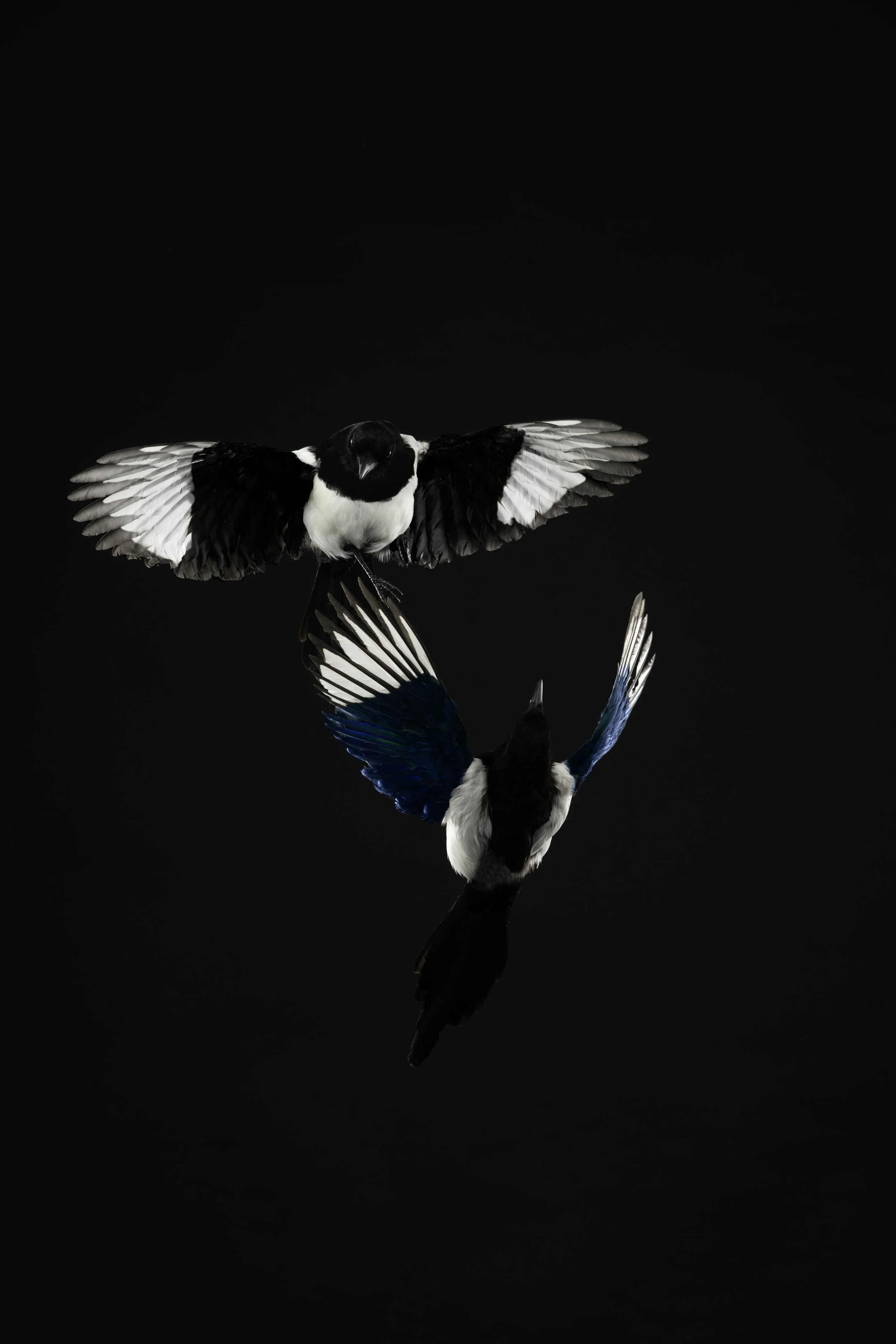 MAGPIE 1 postable.jpg