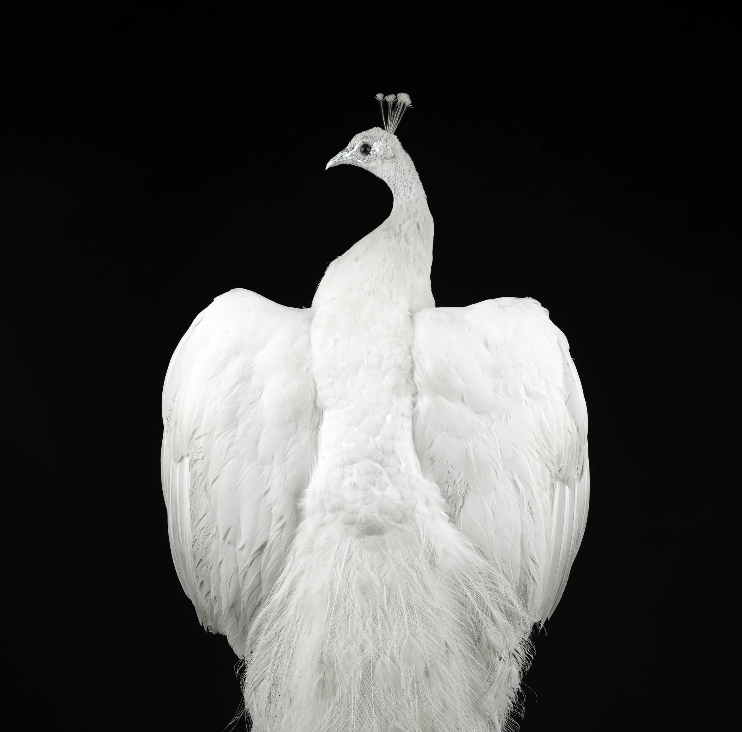 WHITE PEACOCK CLOSE UP postable.jpg