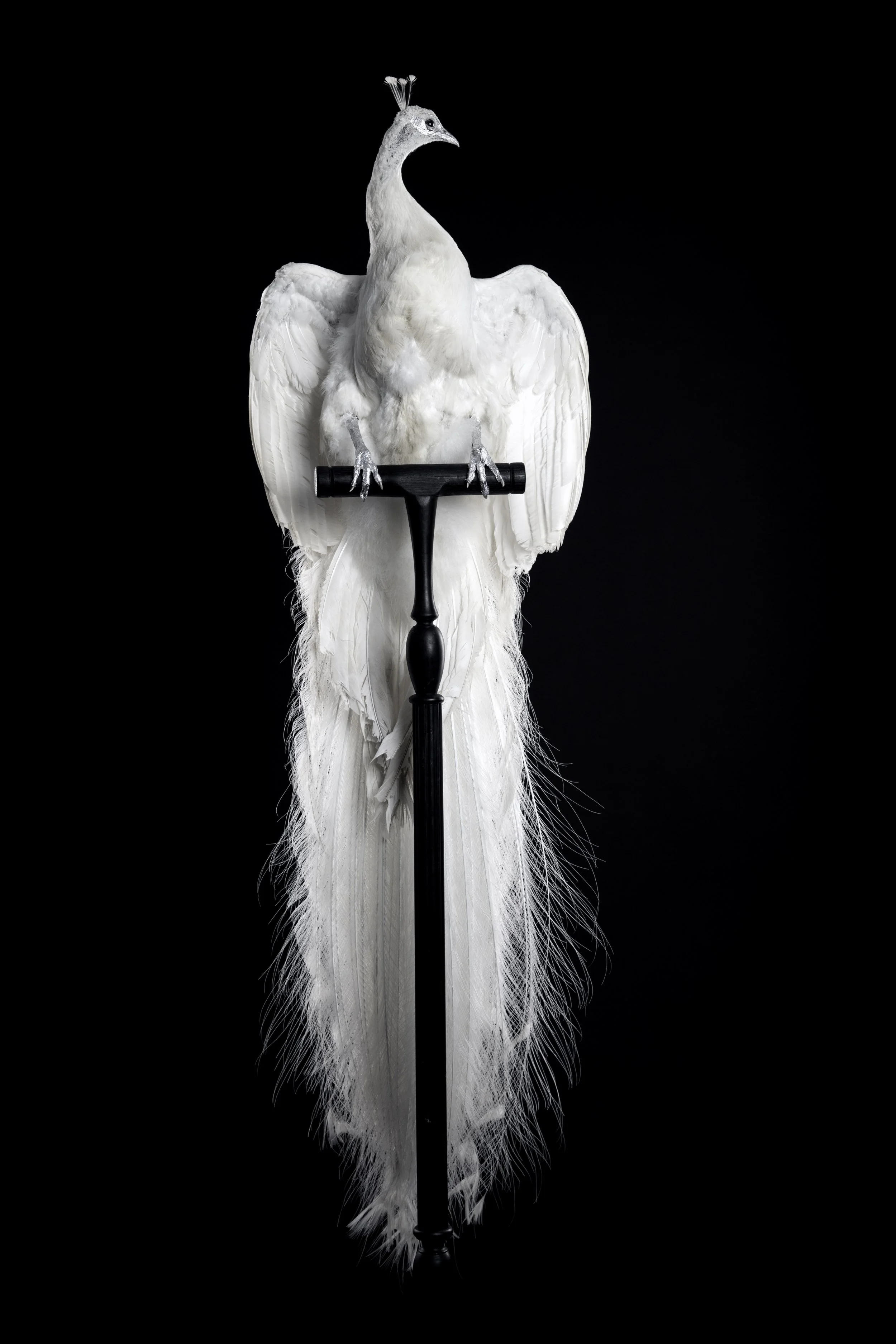 WHITE PEACOCK FRONT postable.jpg