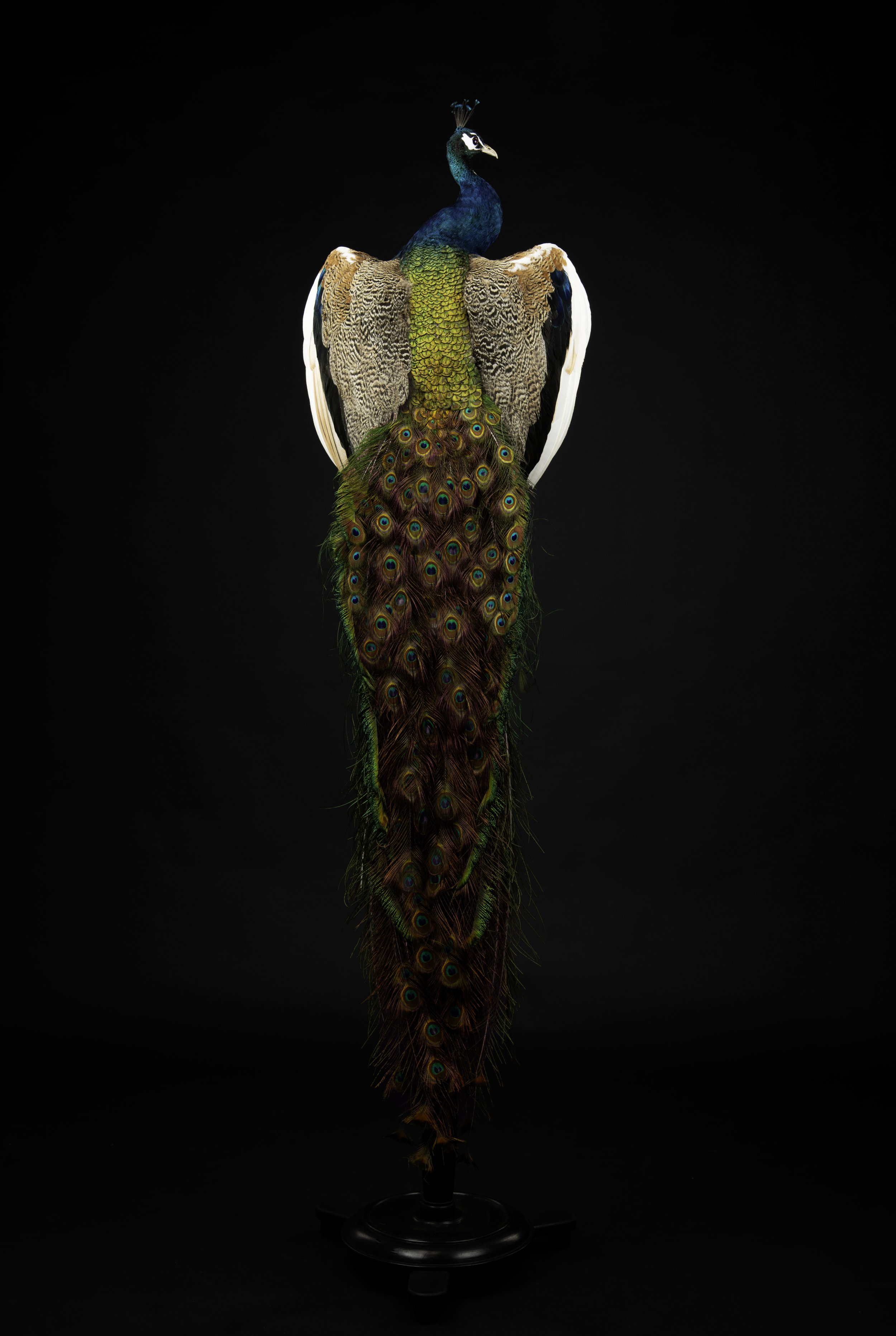 BLUE PEACOCK BACK postable.jpg