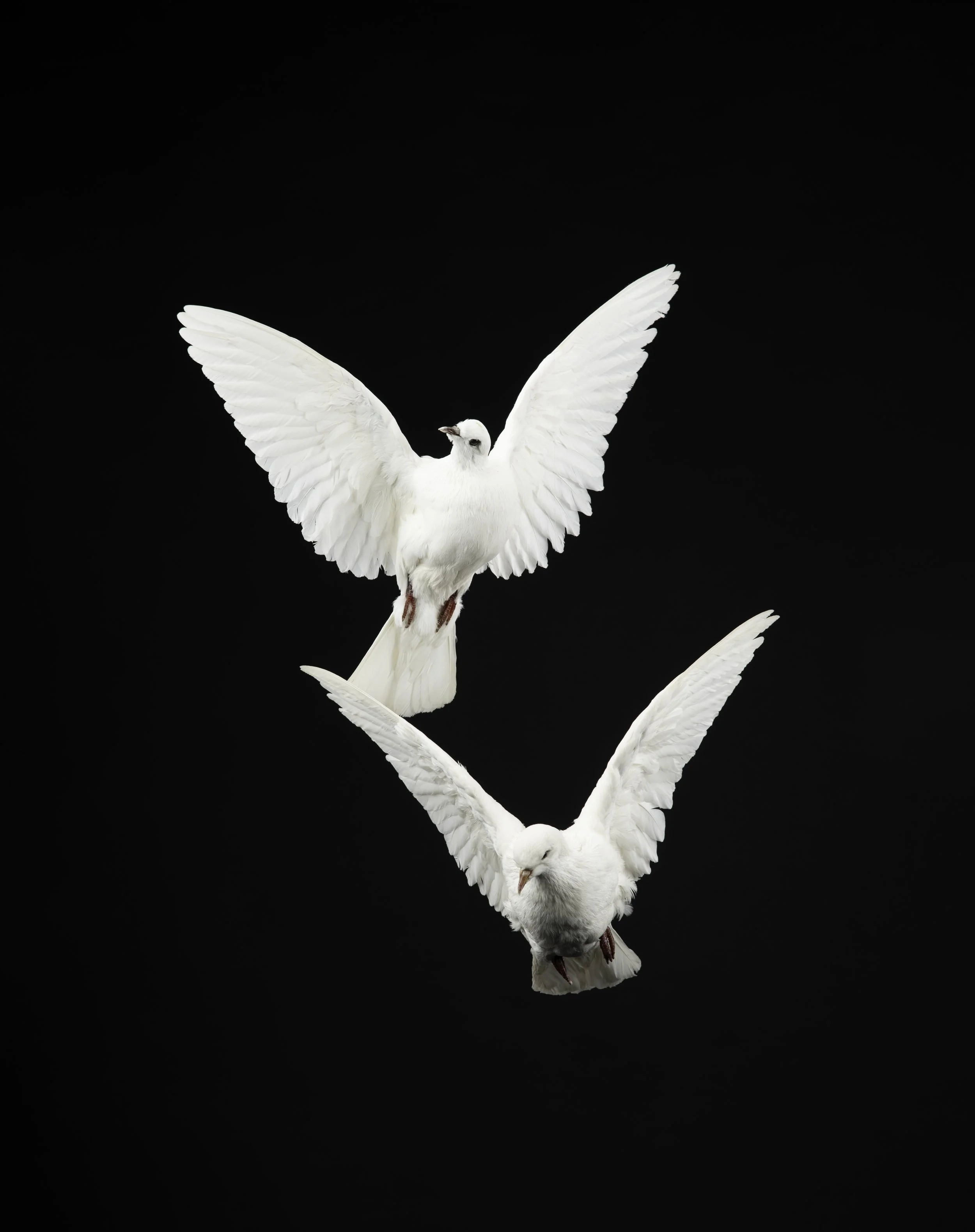 DOVES 1 postable.jpg