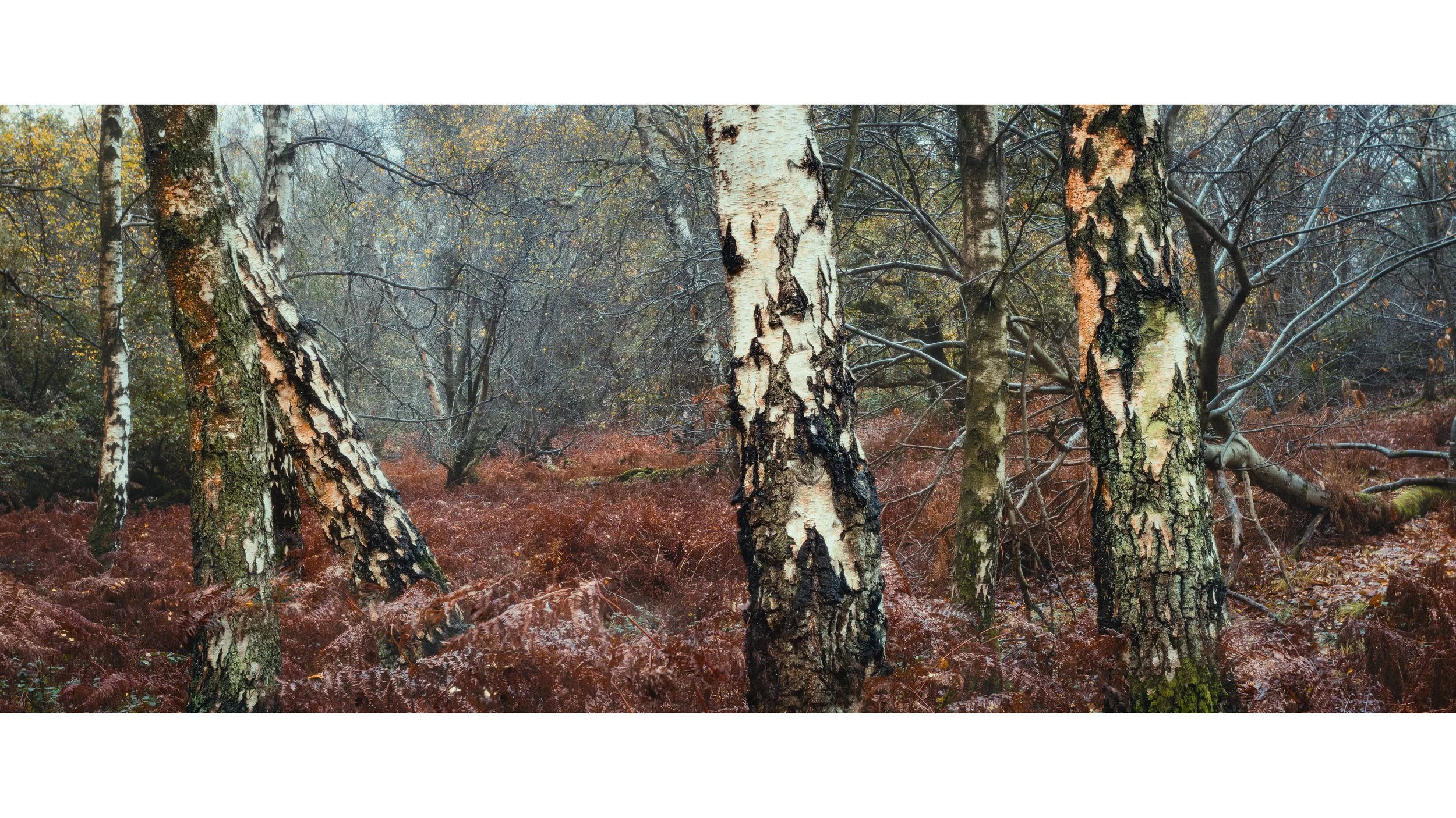 t ghyll 3 dehance.jpg