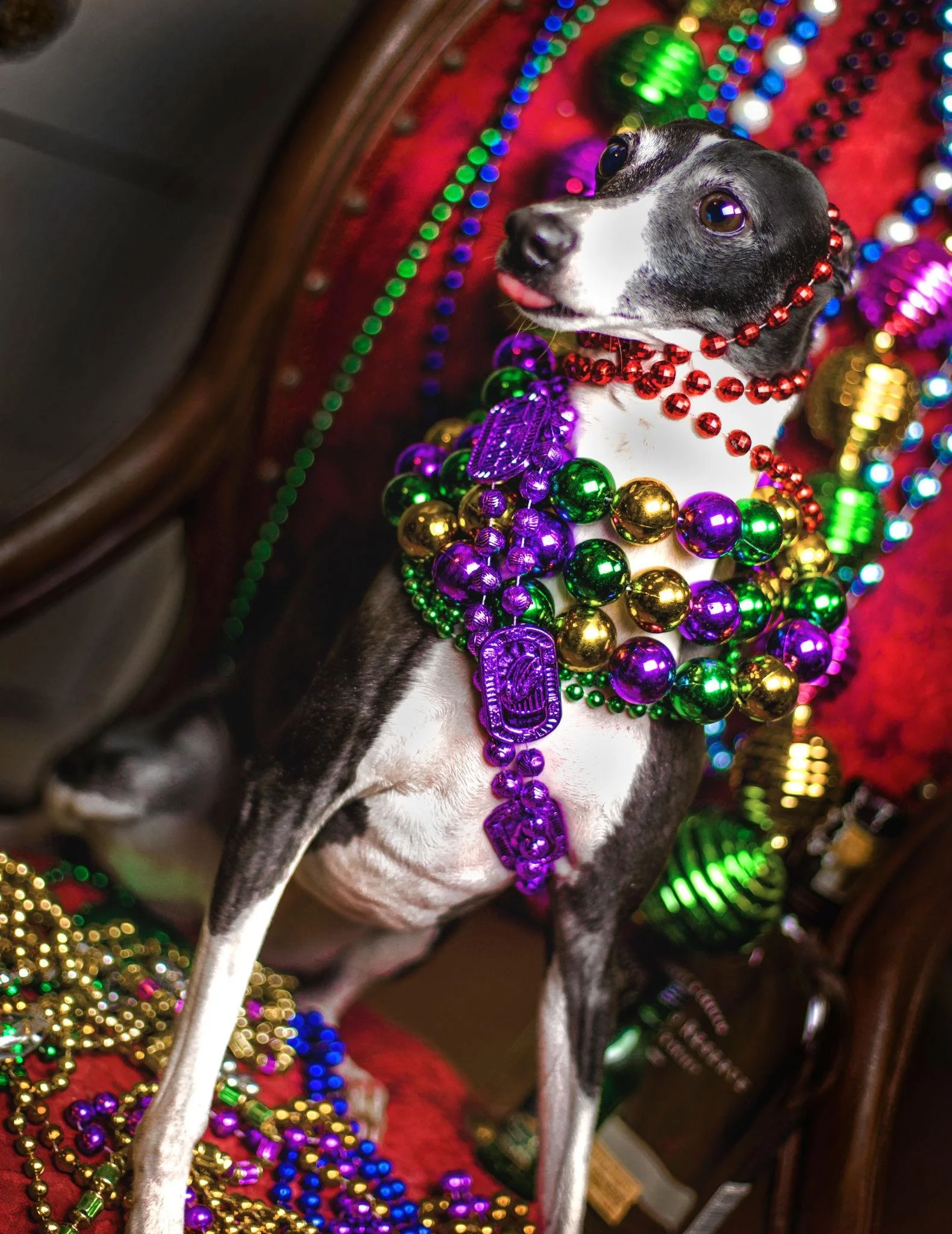 Mardi Gras 2026 Pup Celebration!
