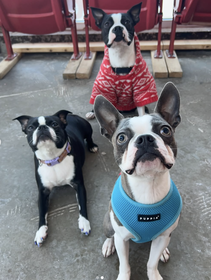Boston Terrier Meet Up