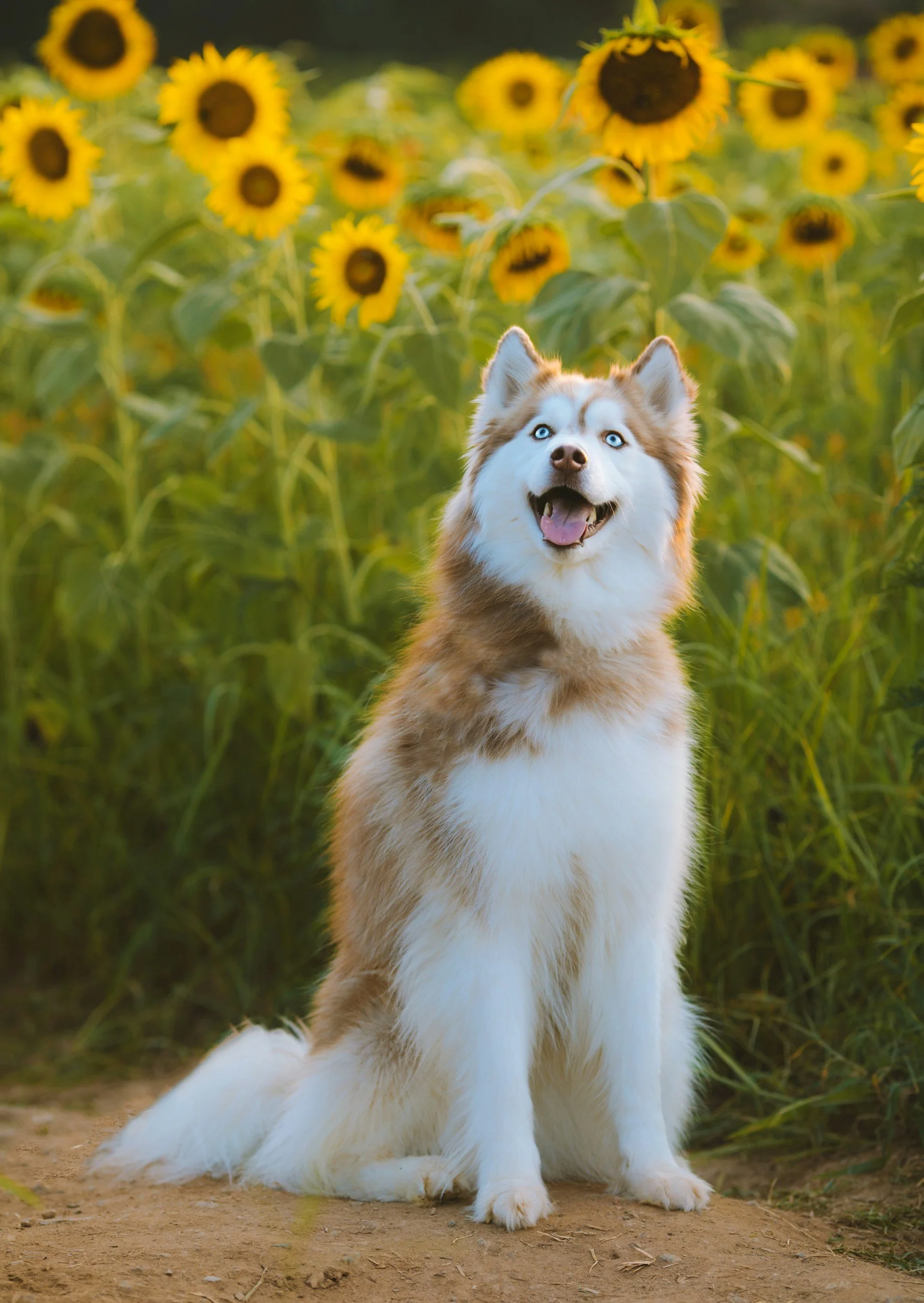 Summer Solstice Sunflower Party