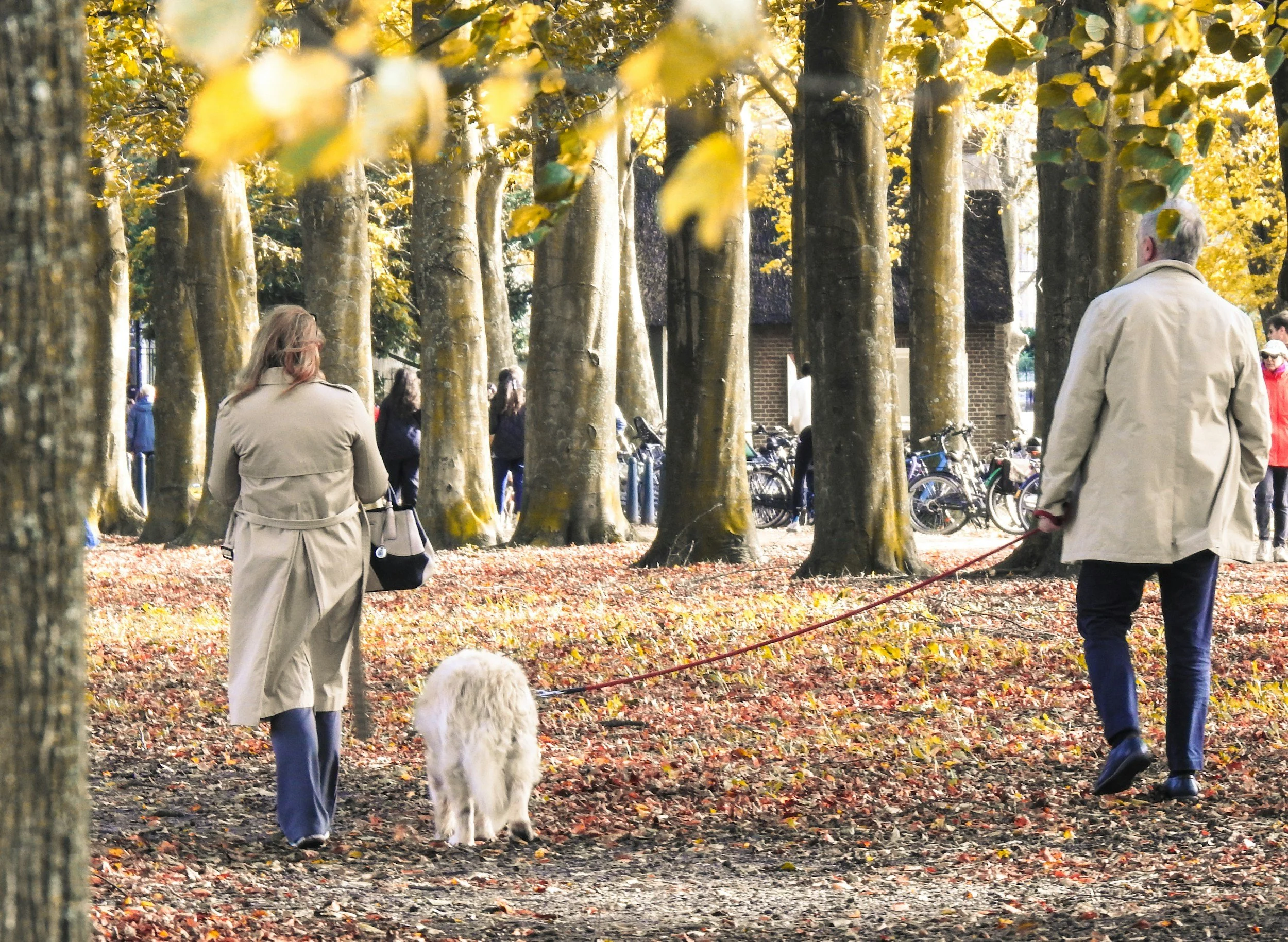 Community Pack Walk 