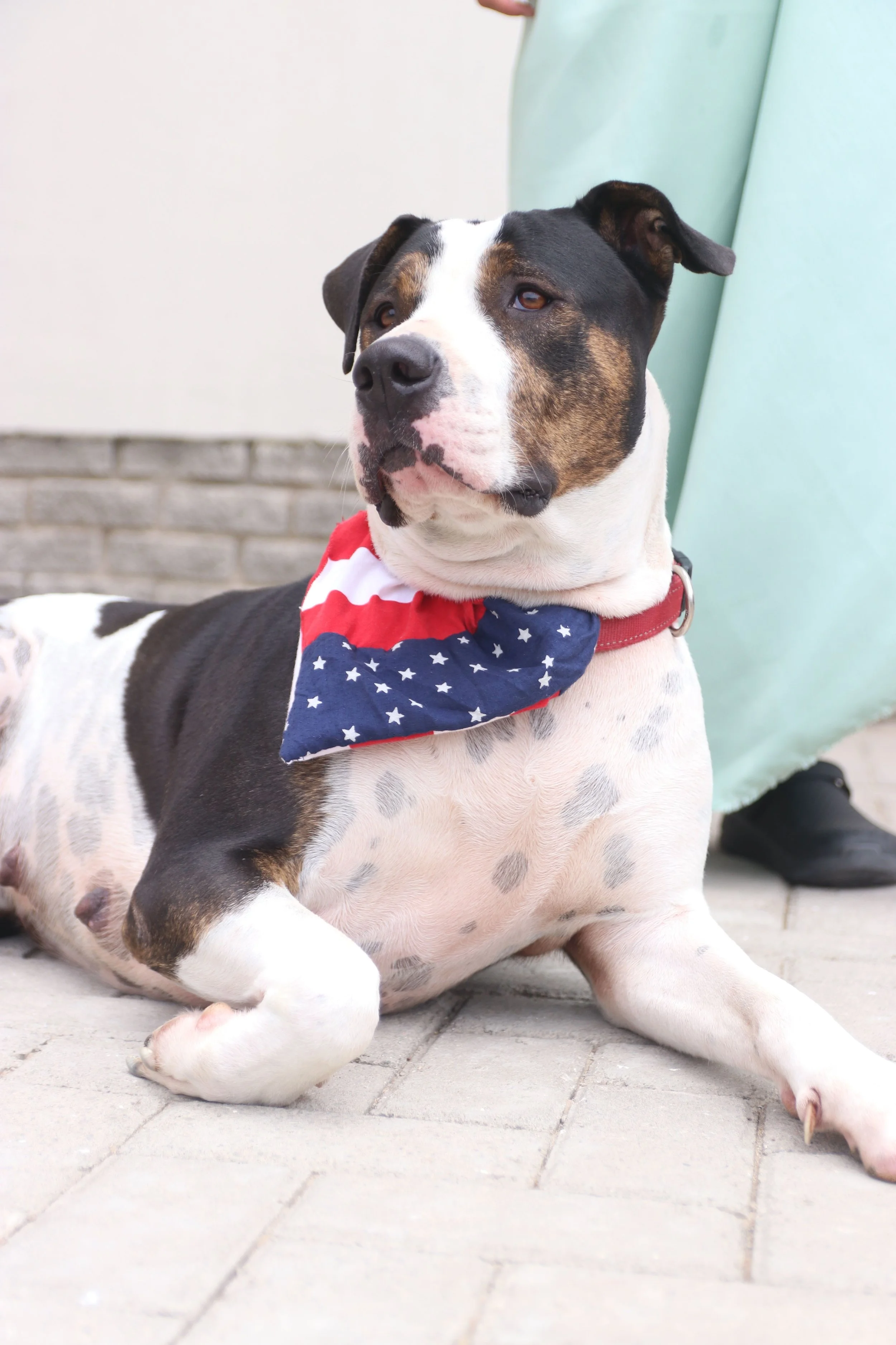 Red, White & Woof Week