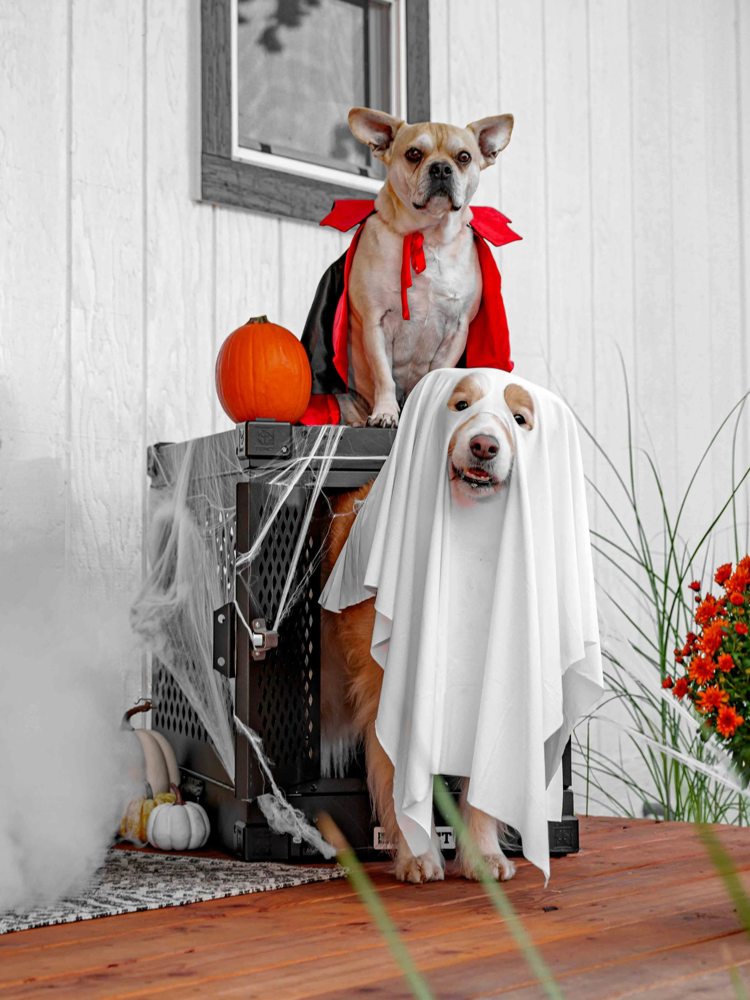 Howl-O-Ween Party & Costume Contest