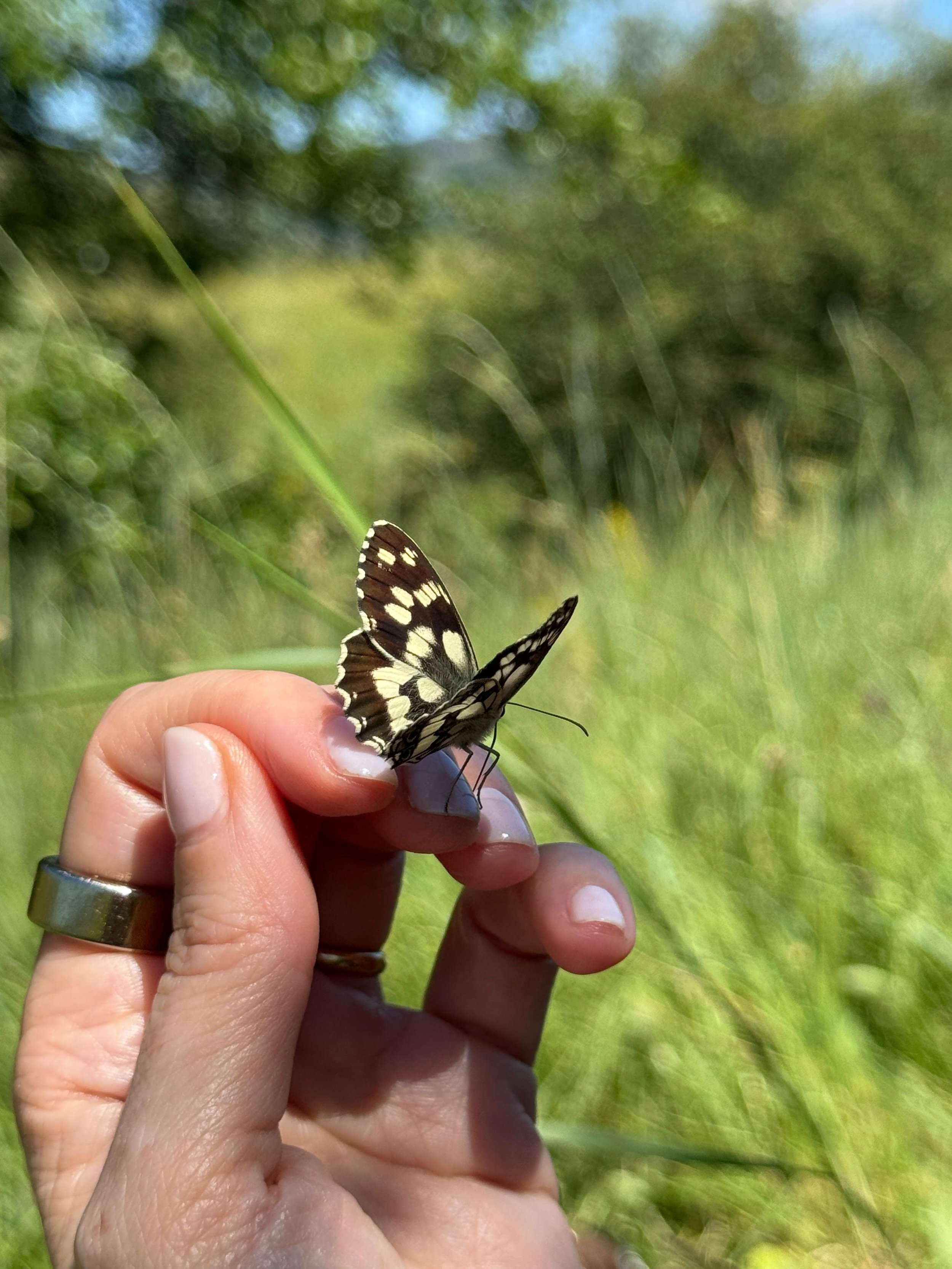 Close-up of a hand holding a butterfly in a grassy outdoor setting.