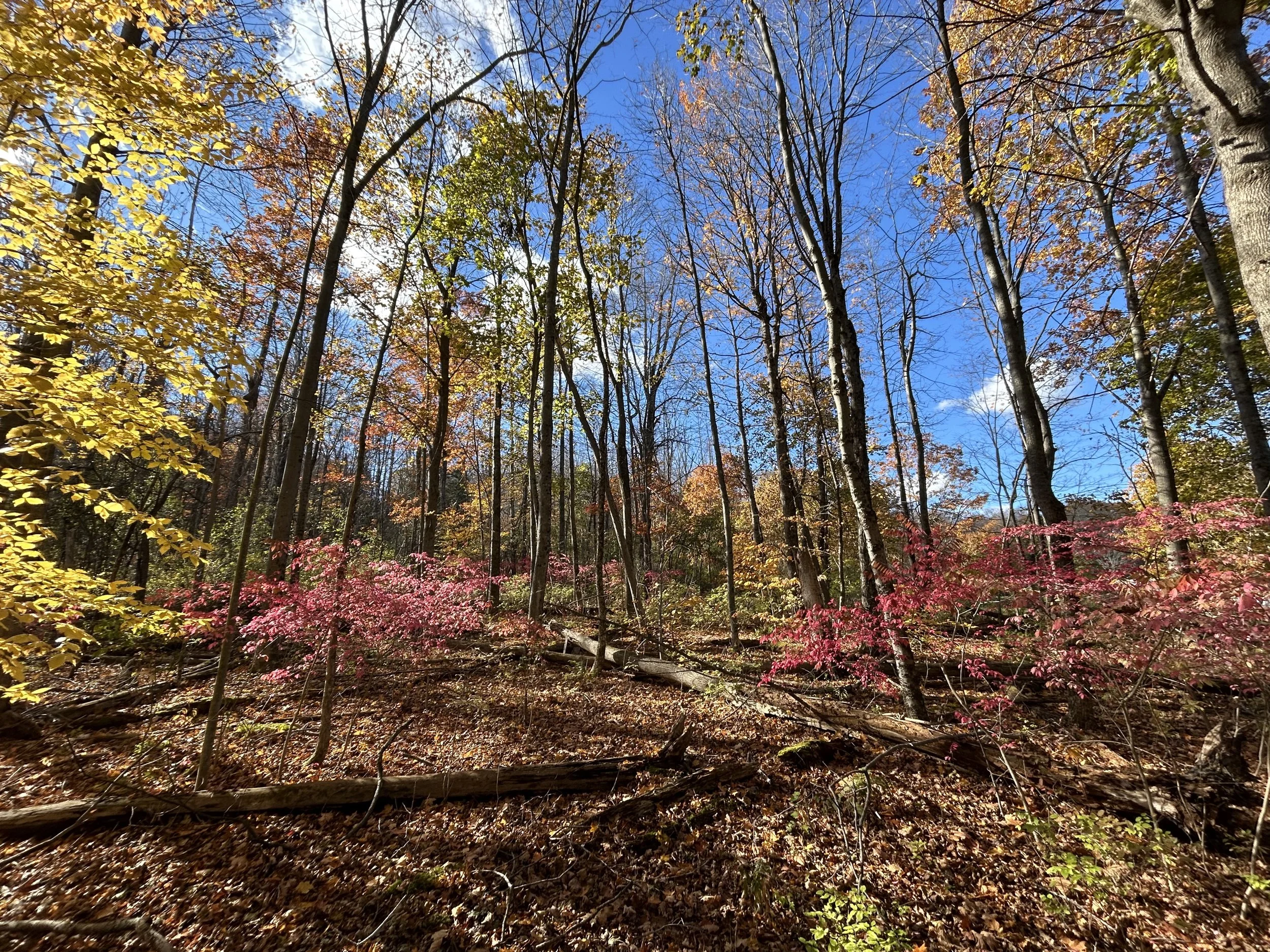 Clark Art Institute Hiking Trails, Williamstown, MA, October 2025