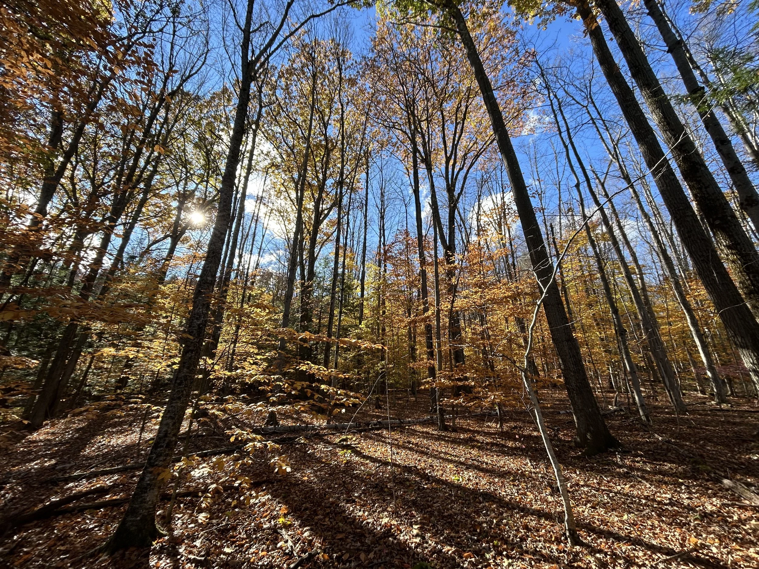 Clark Art Institute Hiking Trails, Williamstown, MA, October 2025