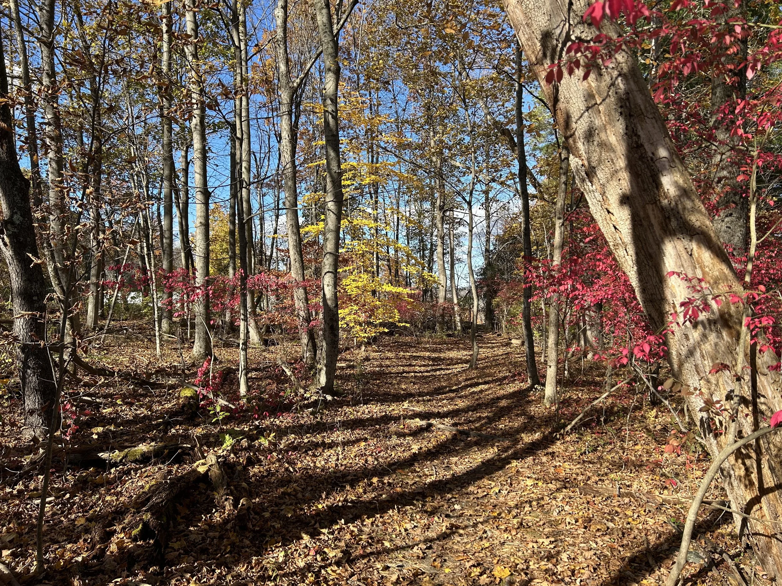 Clark Art Institute Hiking Trails, Williamstown, MA, October 2025