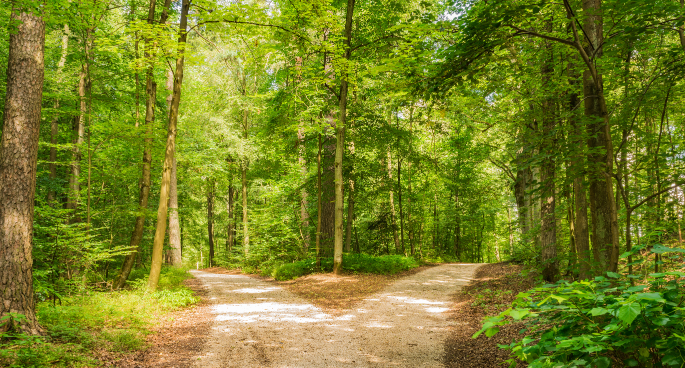 A fork in a dirt path surrounded by green trees and foliage in a forest.