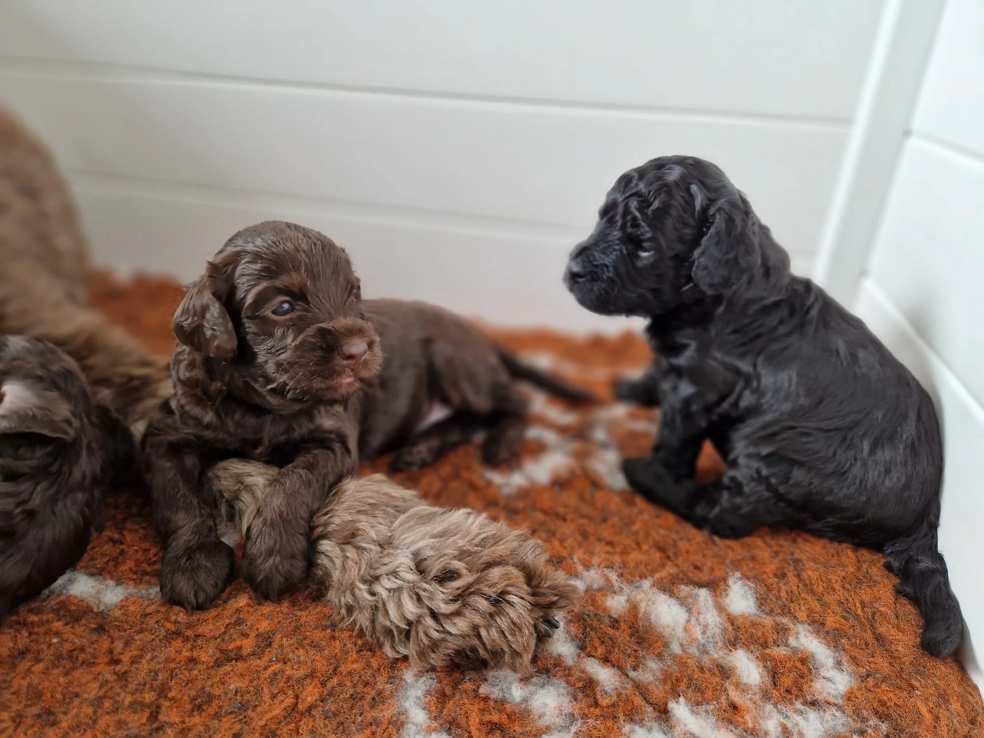chocolate Australian labradoodle uk