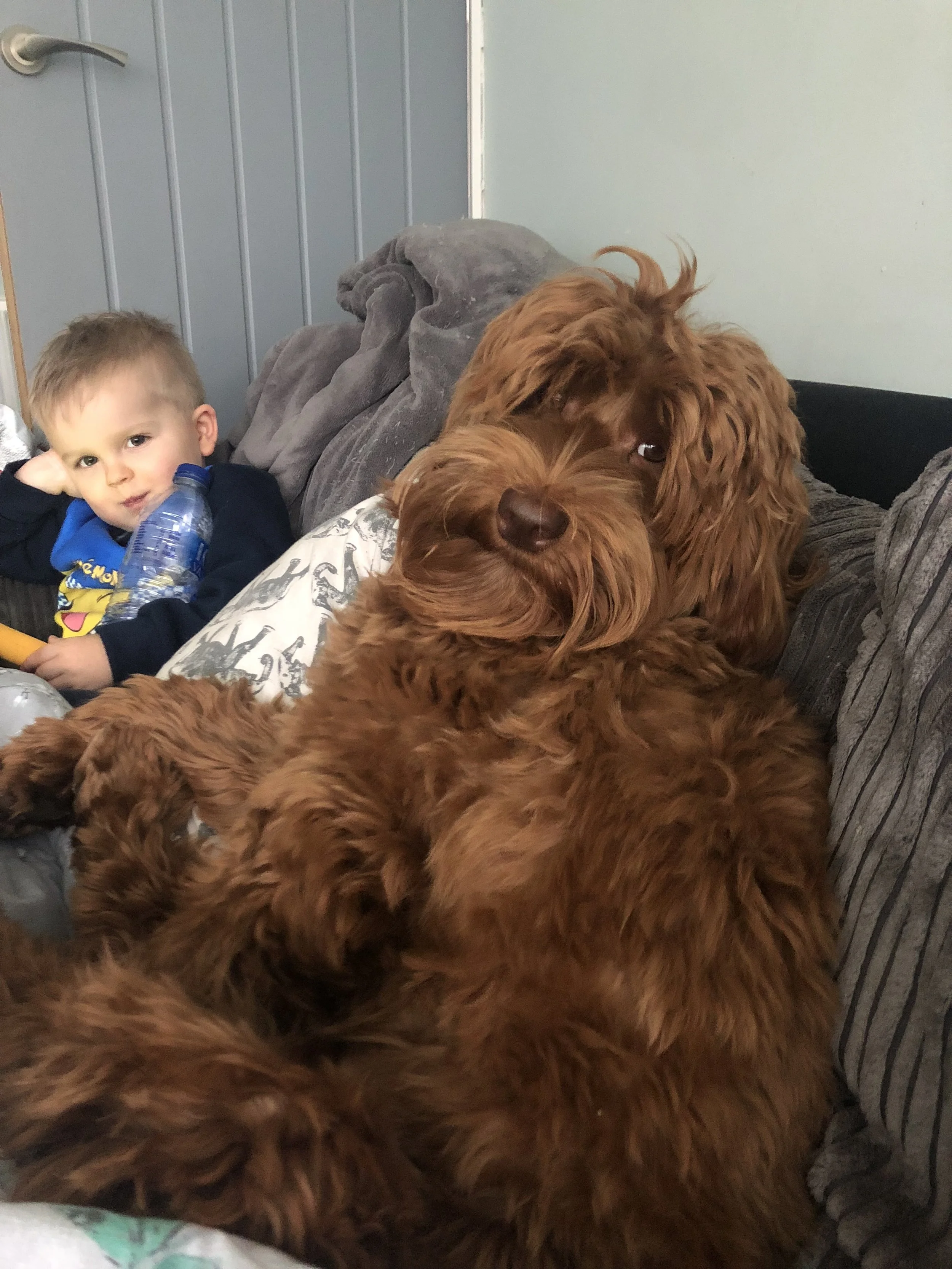A young boy with short, light brown hair and a dark shirt sitting on a gray sofa holding a water bottle, with a large brown curly-haired dog sitting beside him on the couch.
