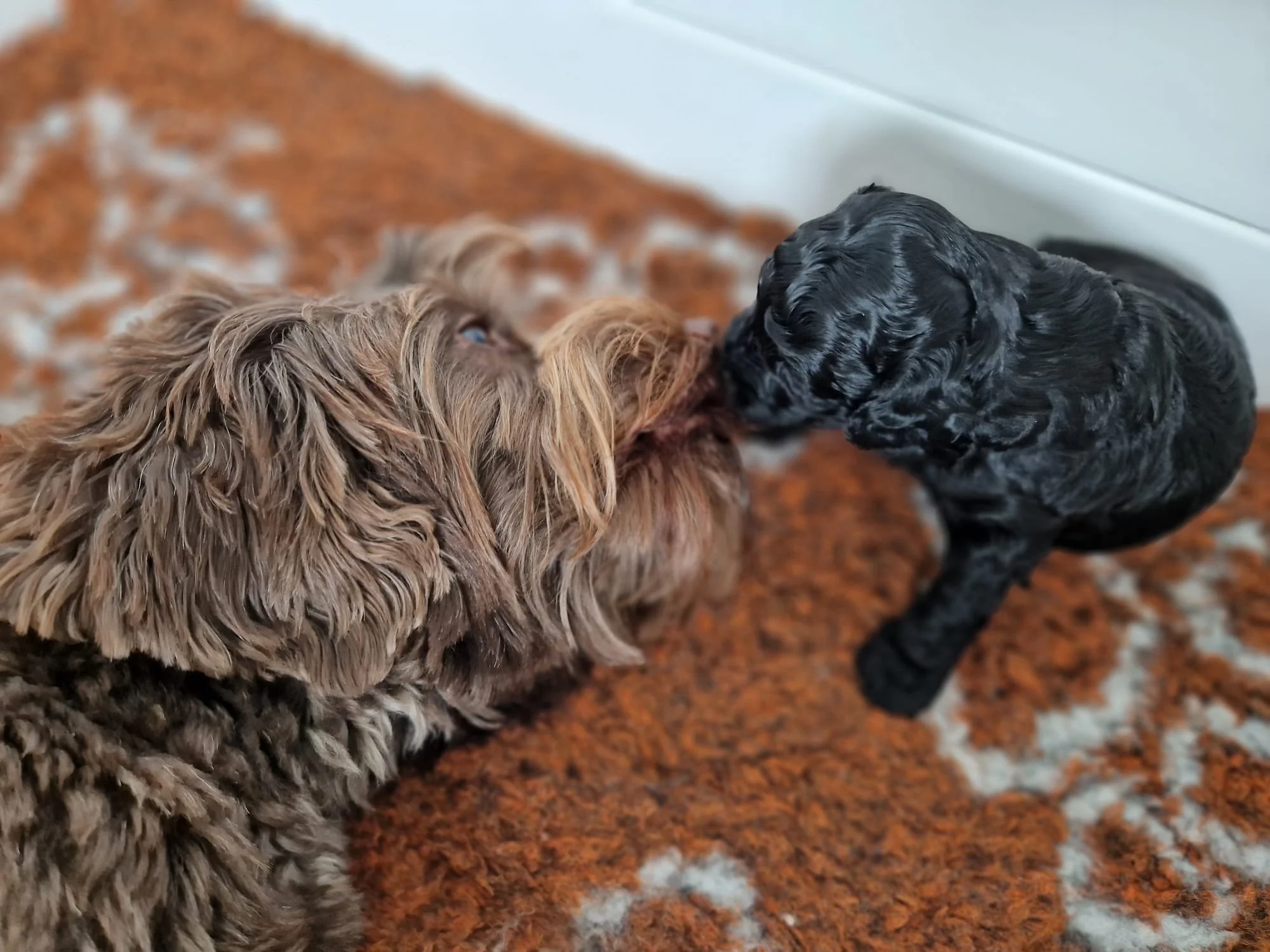 Two puppies, one with curly brown fur and the other with shiny black fur, are meeting on a brown patterned rug.