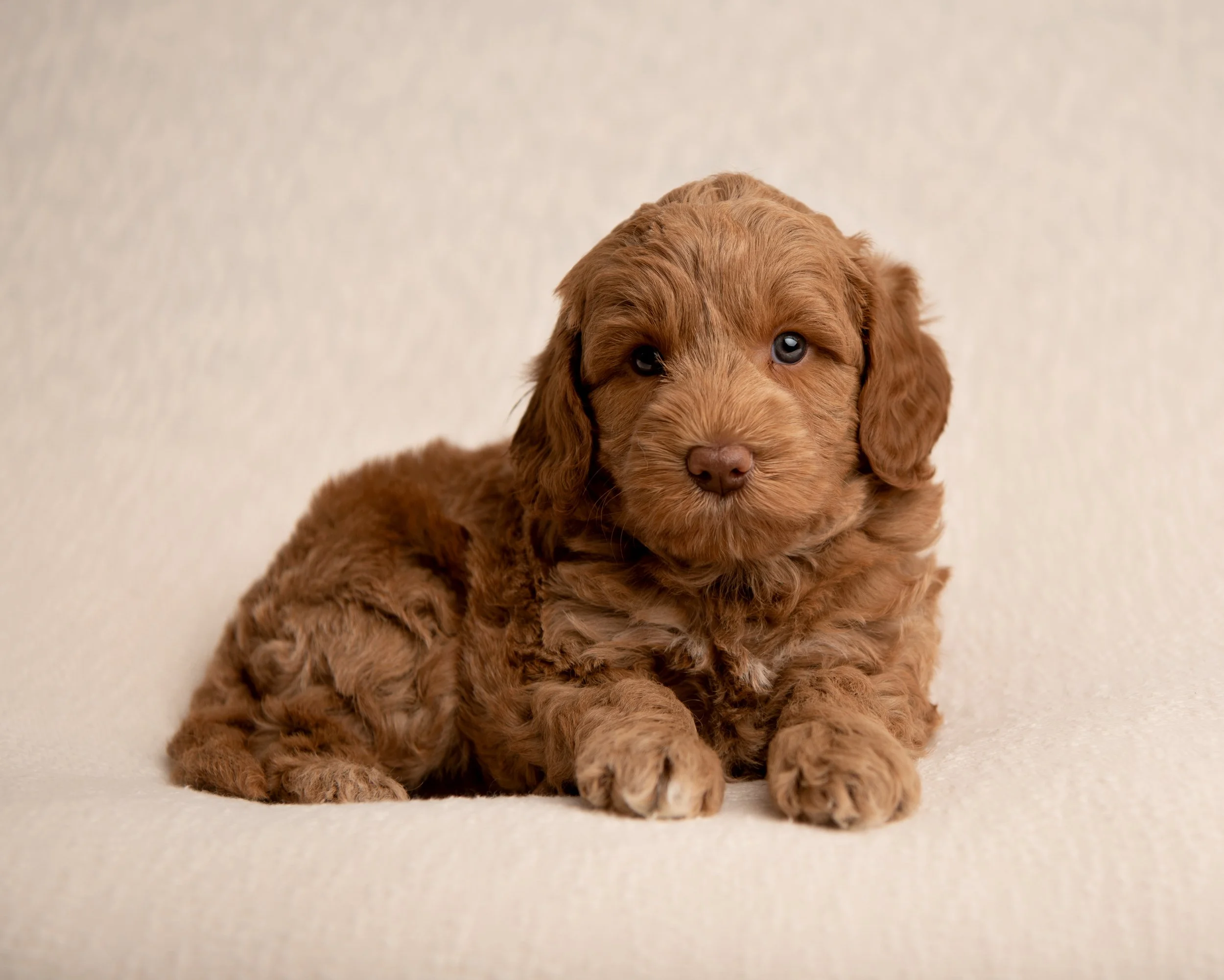 red  Australian labradoodle