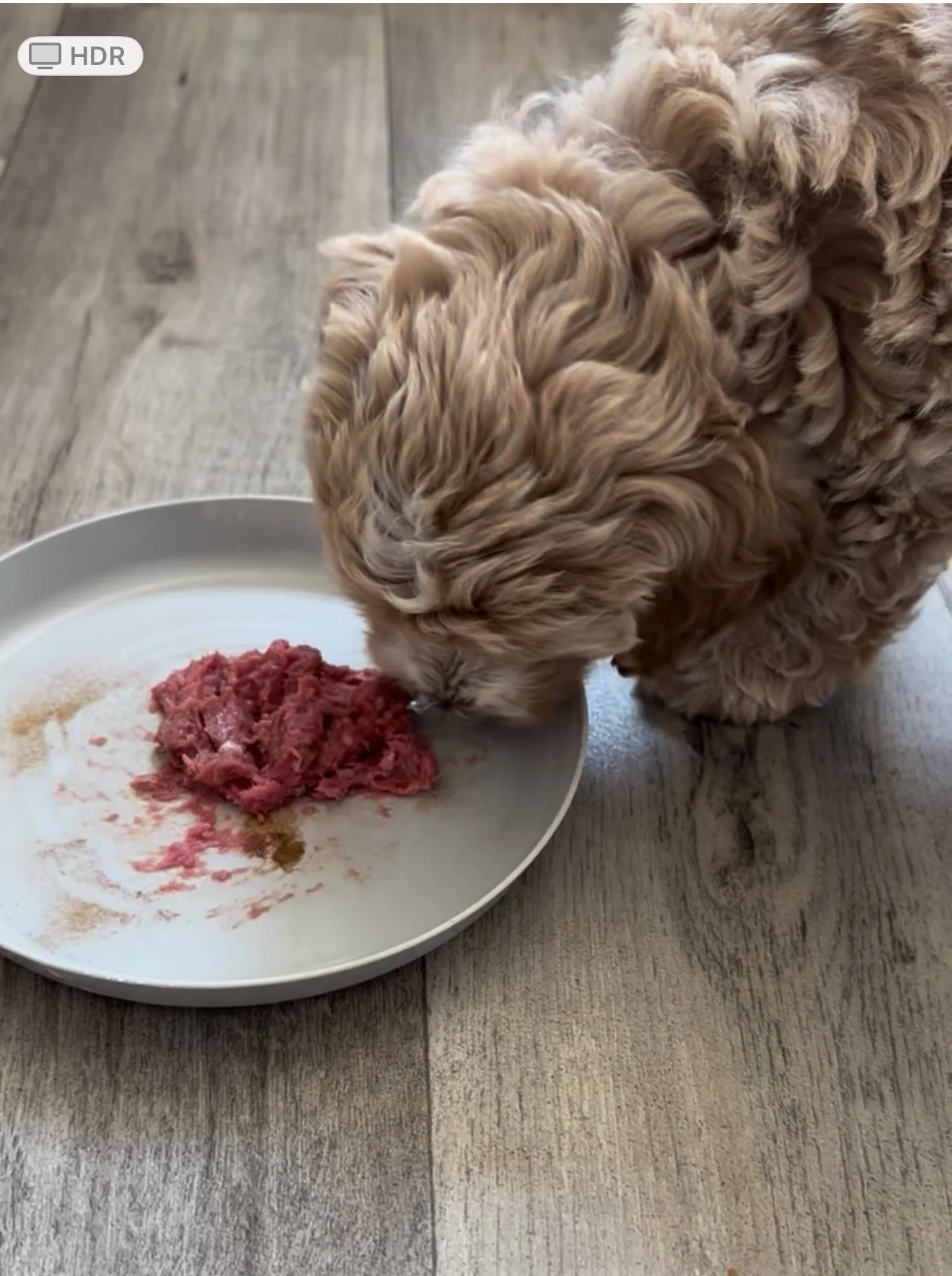 A small, curly-haired puppy eating raw ground meat from a white dish on a wooden floor.